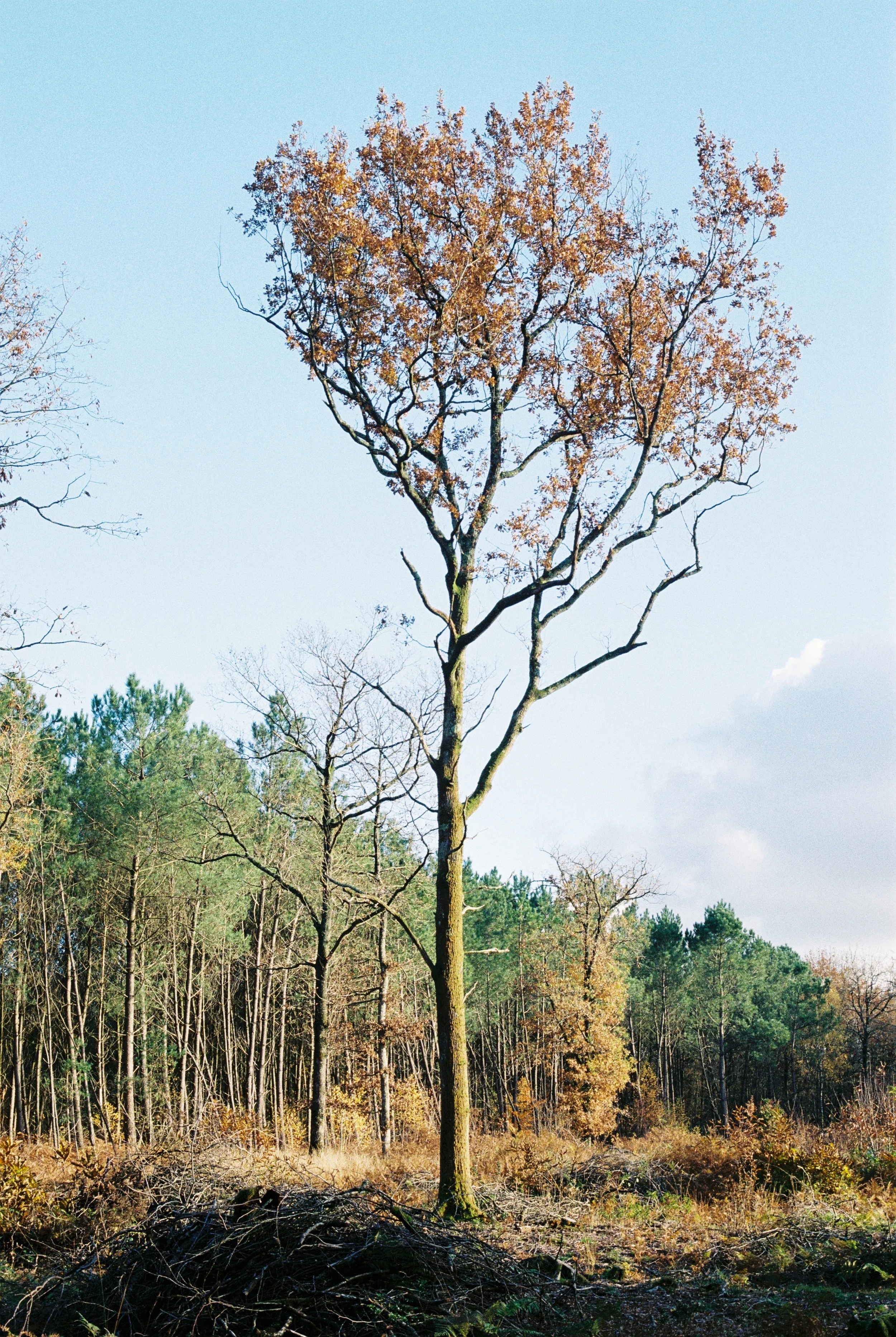 A009623-R1-29-29A copie.JPG