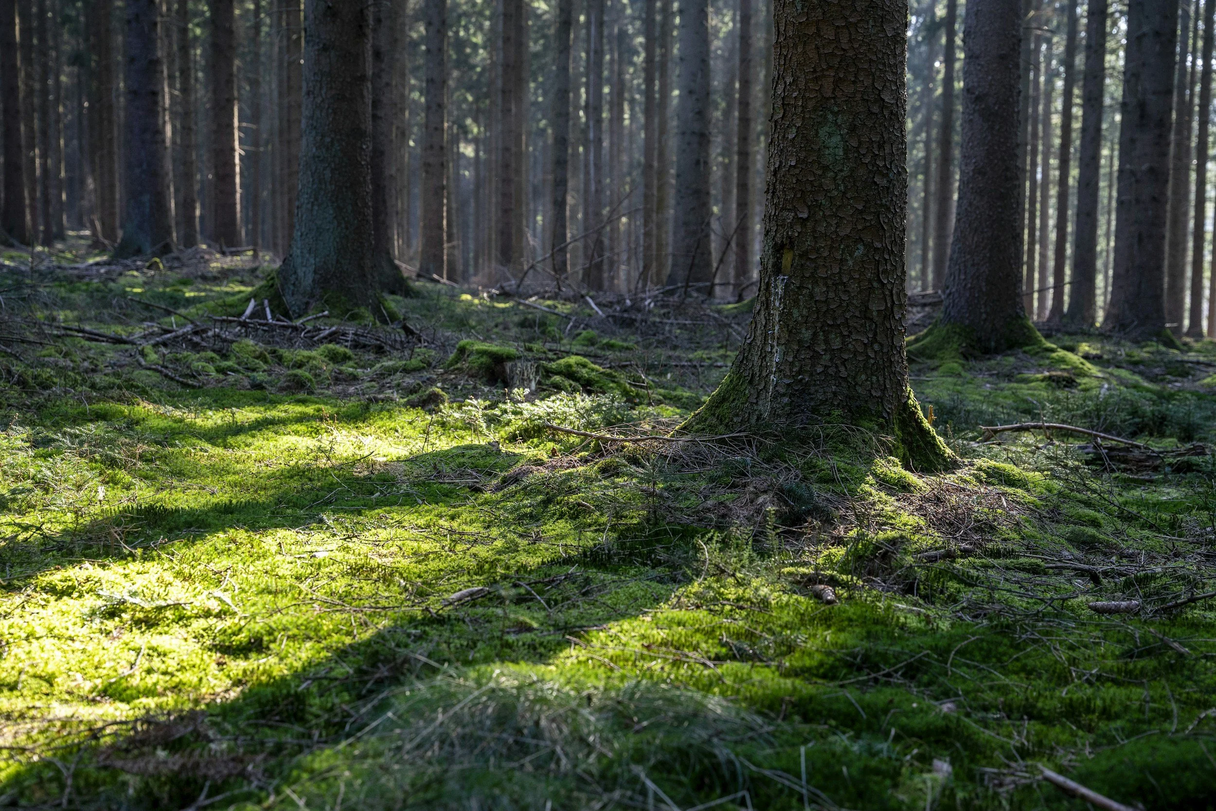 Sunlight filtering through tall pine trees in a forest, illuminating the moss-covered ground.