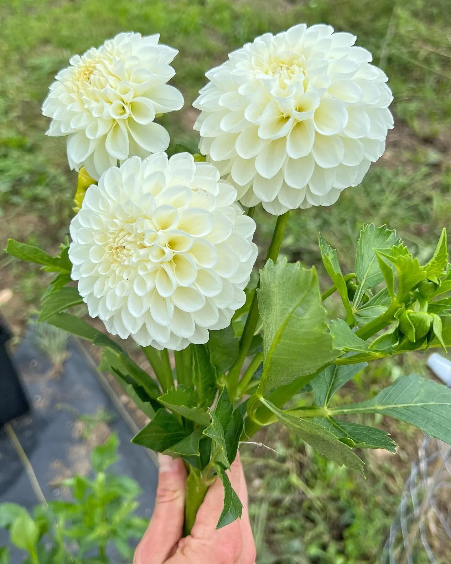 I planted a little late this year &amp; been anxiously waiting for the dahlias to arrive. First of many are finally here 🥰

#indianaflowerfarming #indianaflowerfarmer #sustainableflowers #locallygrownflowers #dahliaseason #dahlialove
