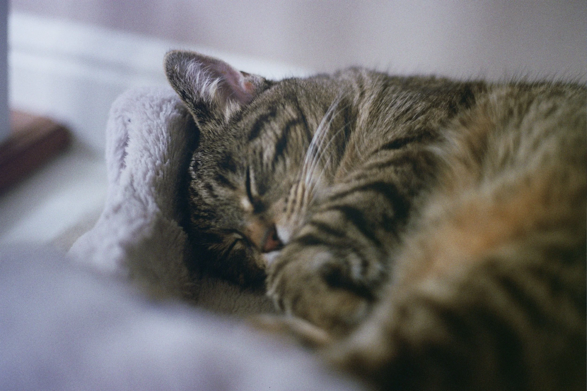 Pepper