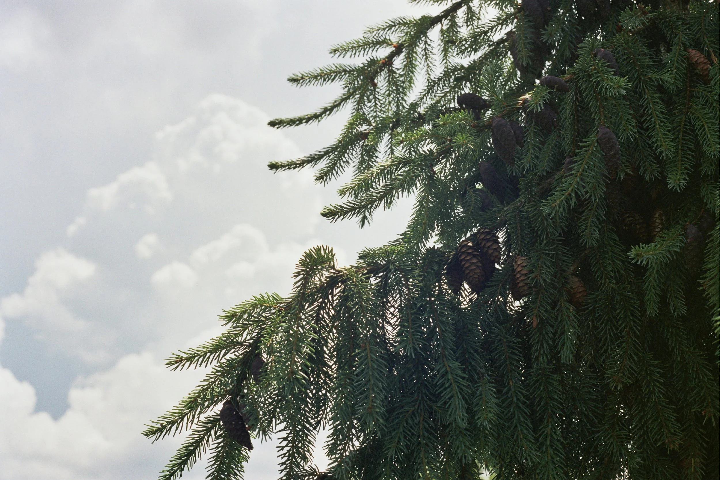 Pine Cloud