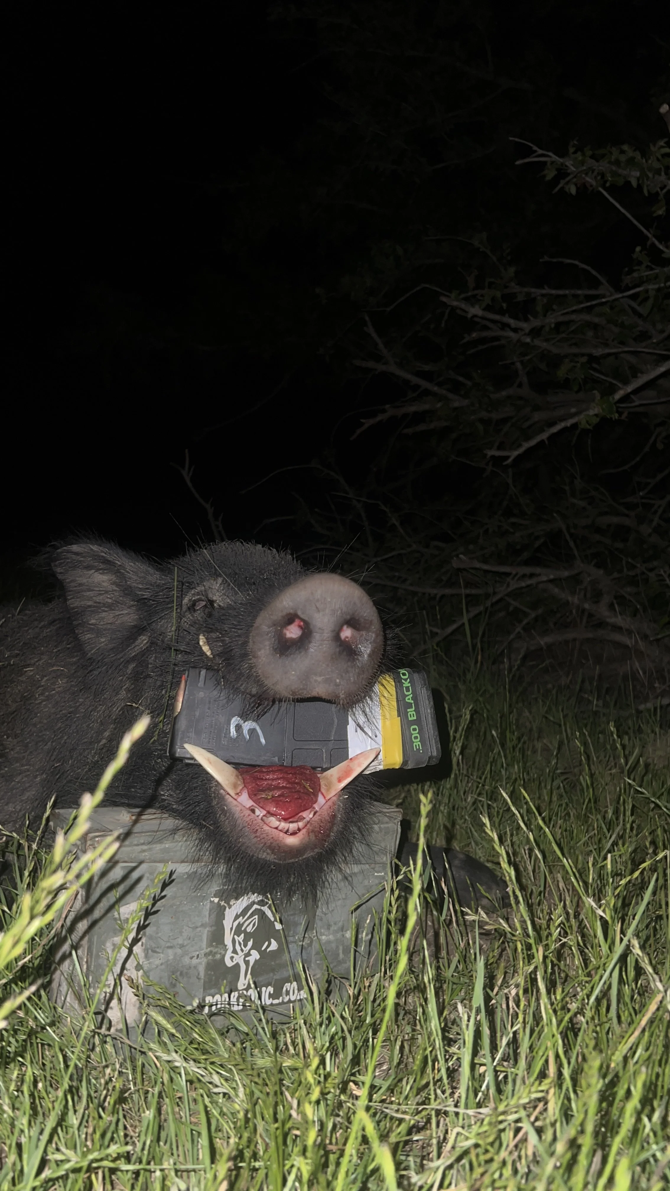 A pig with a smiley face painted on its nose and an open mouth showing teeth, lying on grass at night, with a dark background and some shrubbery.