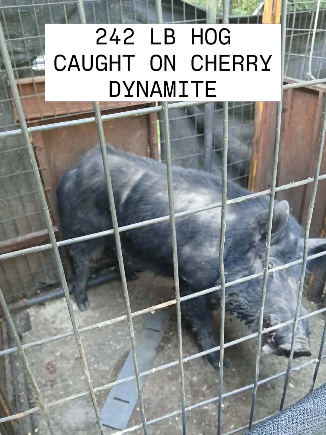 Customer Results.

242 lb wild hog caught after using Cherry Dynamite corn.

&mdash; Brian Williams

Use code WELCOME20 to save 20% on your first order.

#cherrydynamite #hogbait #wildhog #feralhog #hoghunting hogtrap texashunting
