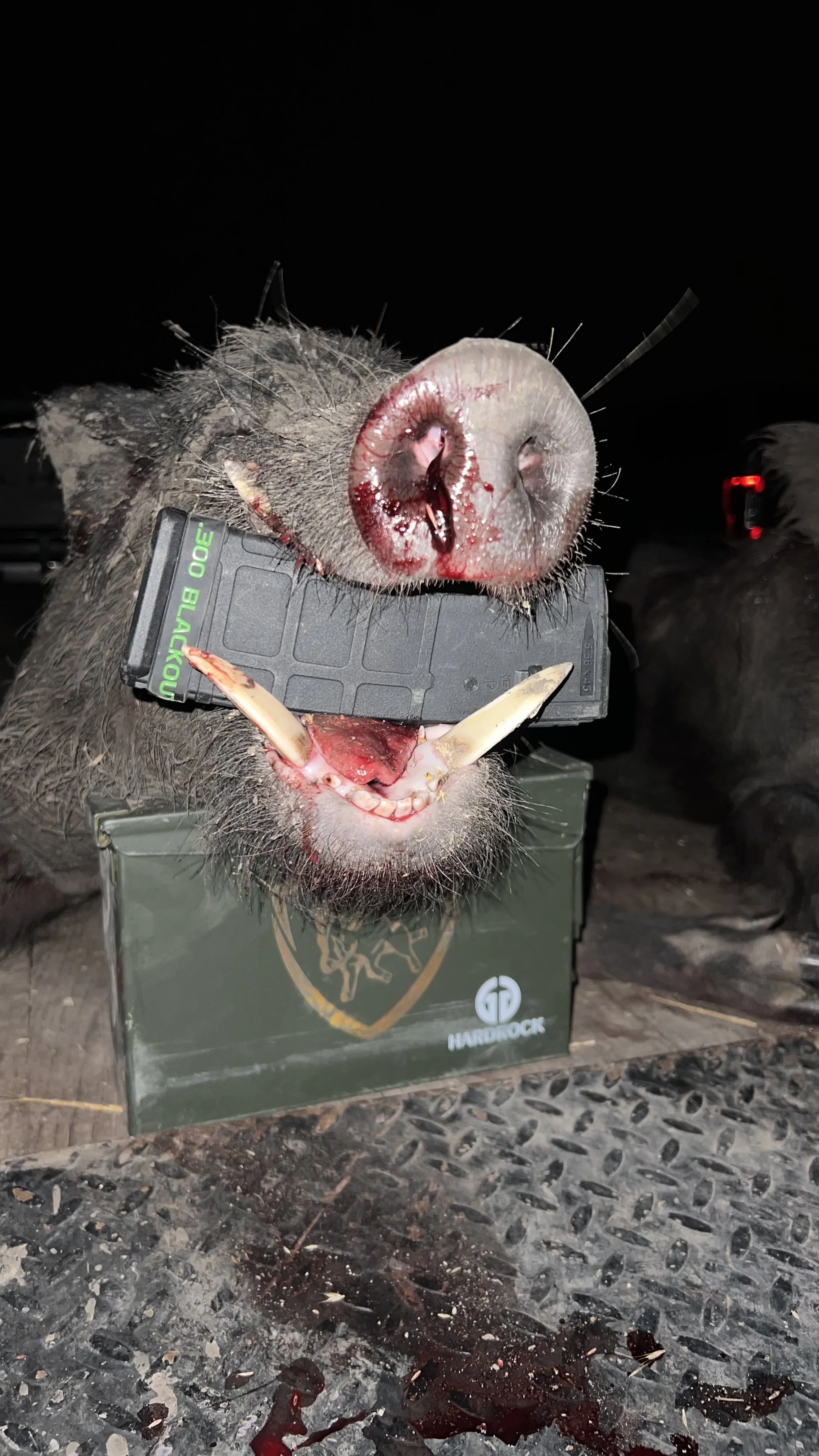 Close-up of a dead boar with blood on its snout and tusks, resting on a green box, at night.
