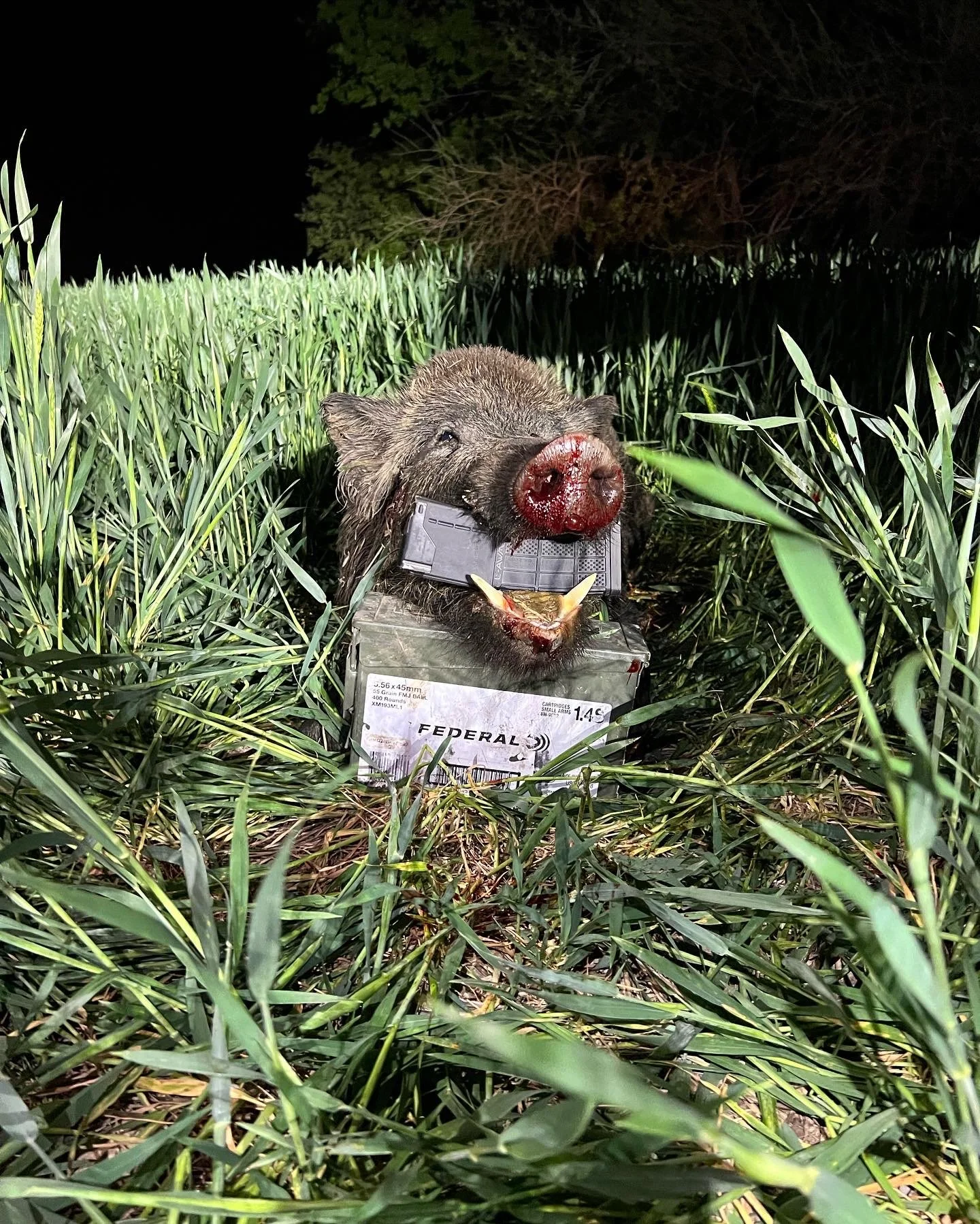 A wild boar with blood on its nose holding a camera in its mouth, lying on a box among tall grass at night.