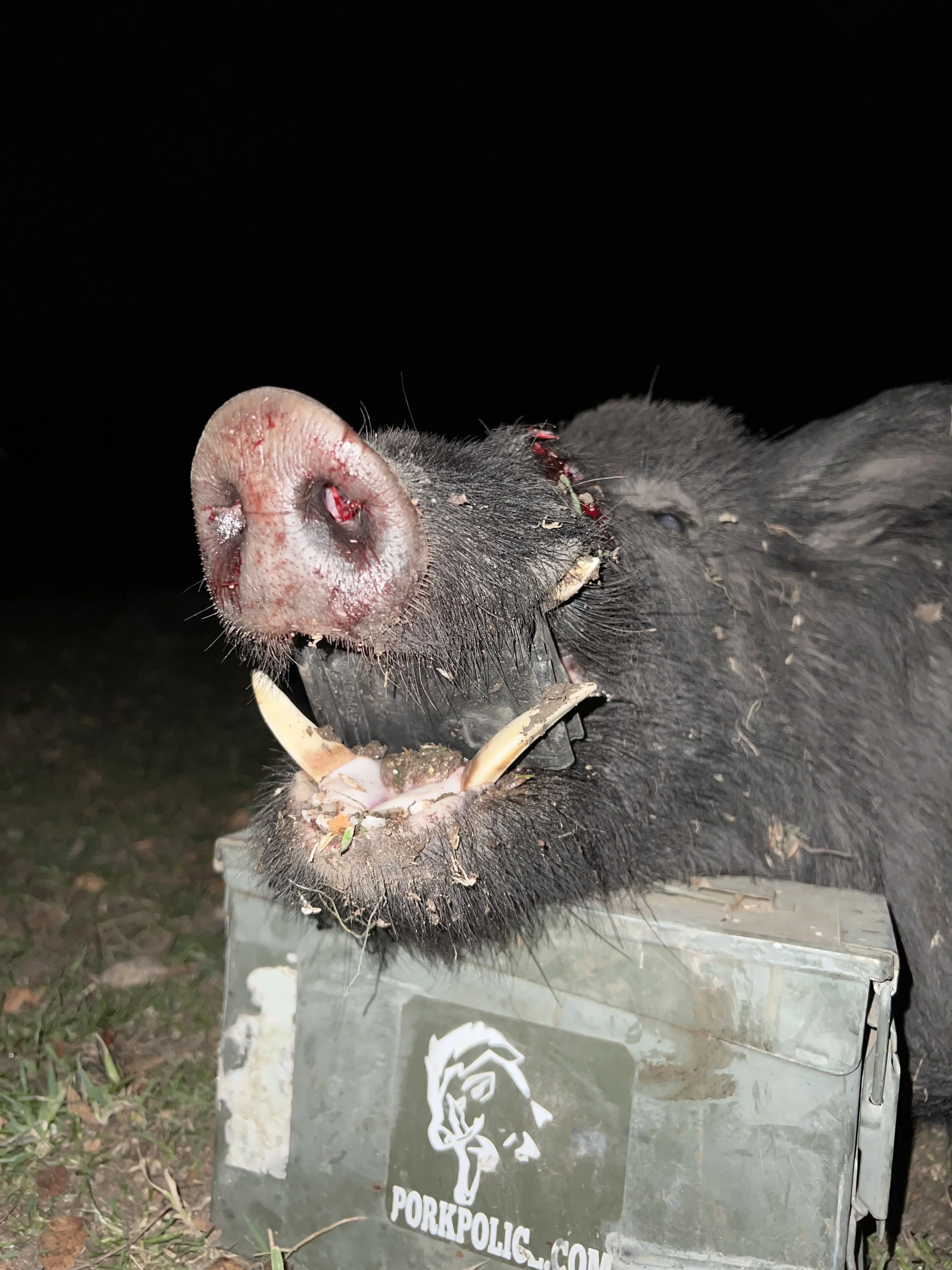 A pig's head on a metal container with blood around its nose and mouth, in an outdoor setting at night.