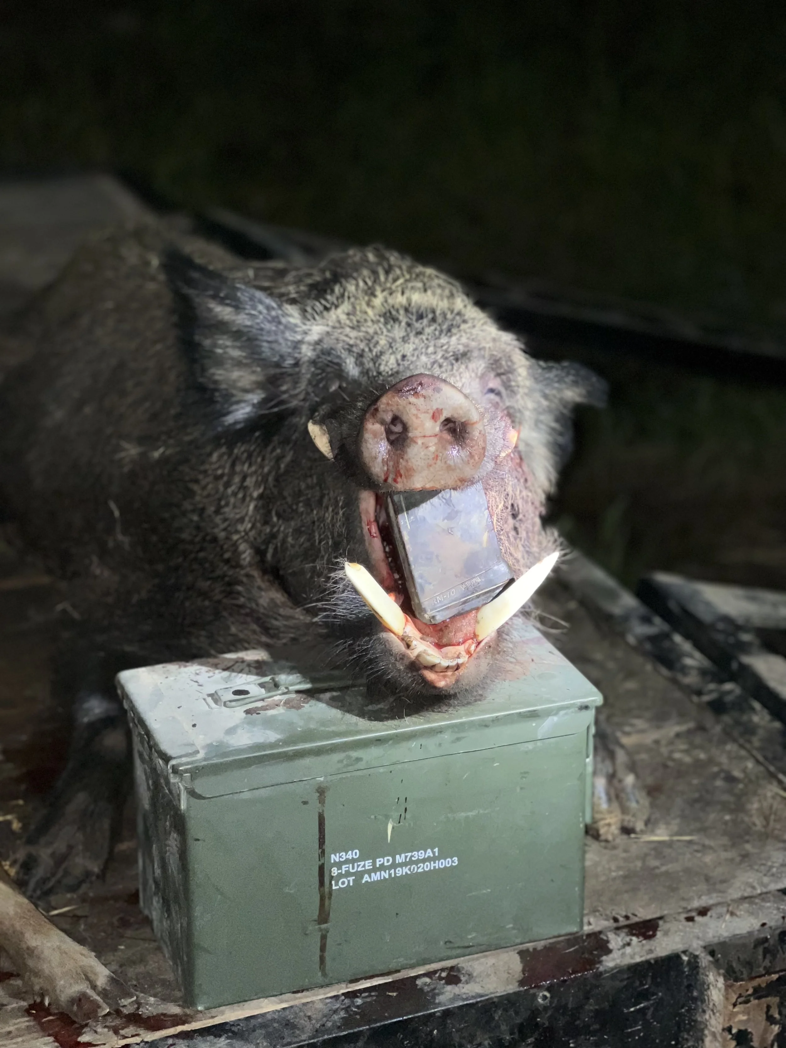 The image shows a dead boar with blood on its face, lying on top of a large military-style green ammunition box, at night in a forest.