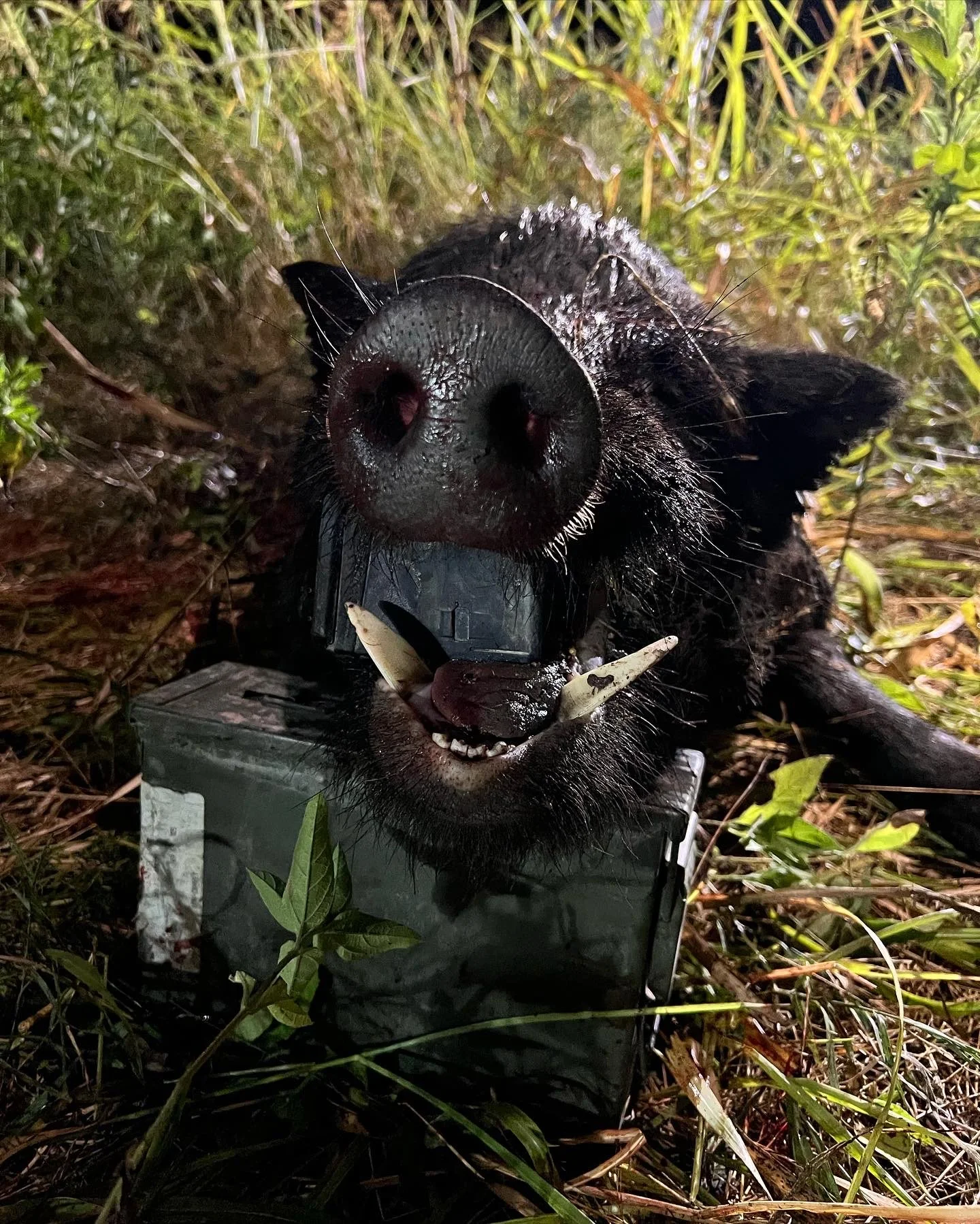 A black wild boar laying on the ground in a grassy area, with its head raised and snout close to the camera, around night time.