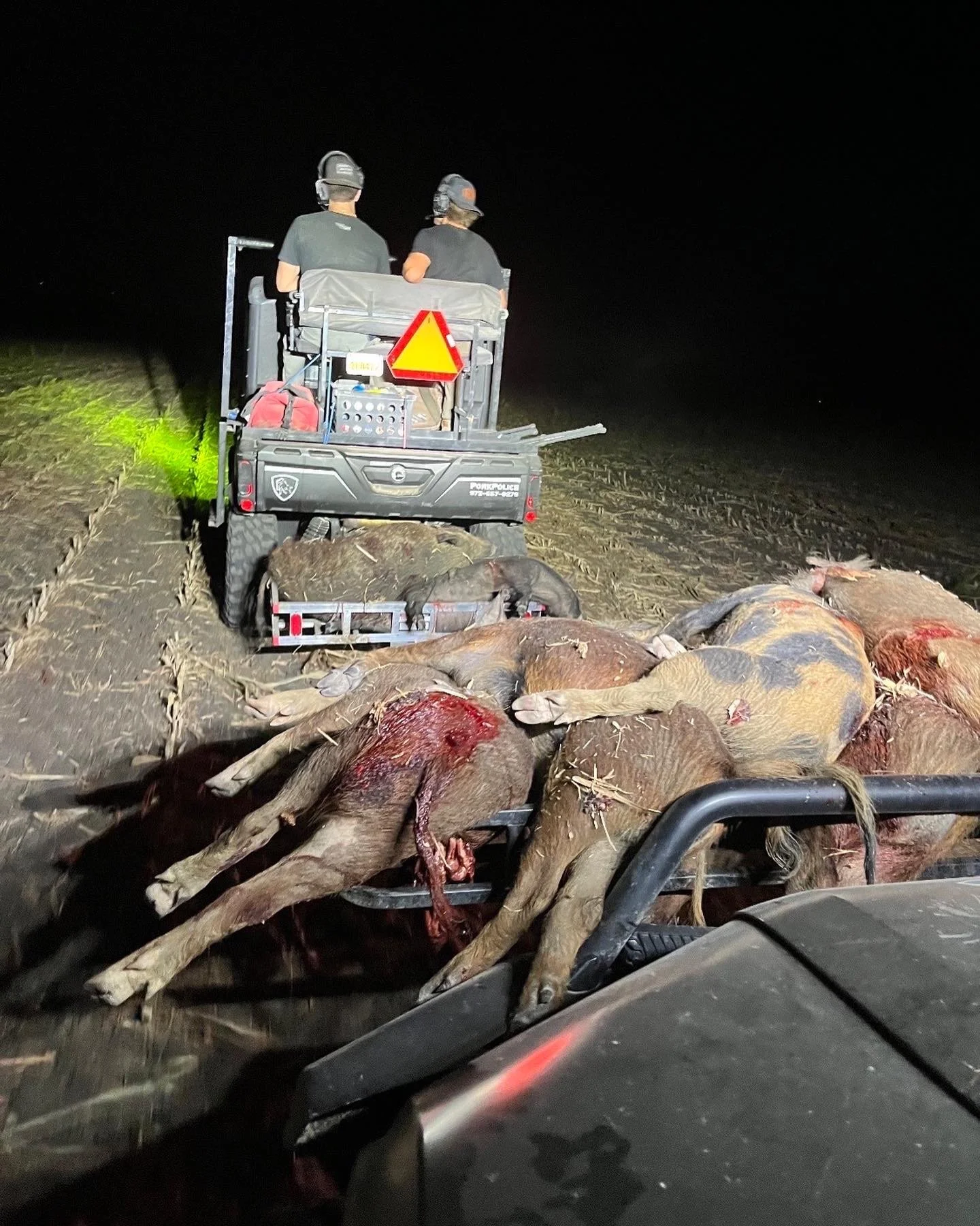 Two people wearing helmets riding in a utility vehicle at night, with a trailer loaded with dead pigs, some with visible injuries, on a dirt road.