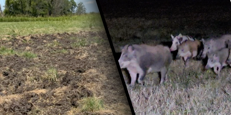Why Are Wild Hogs a Problem? — Pork Police | Guided Hog & Pig Hunting ...