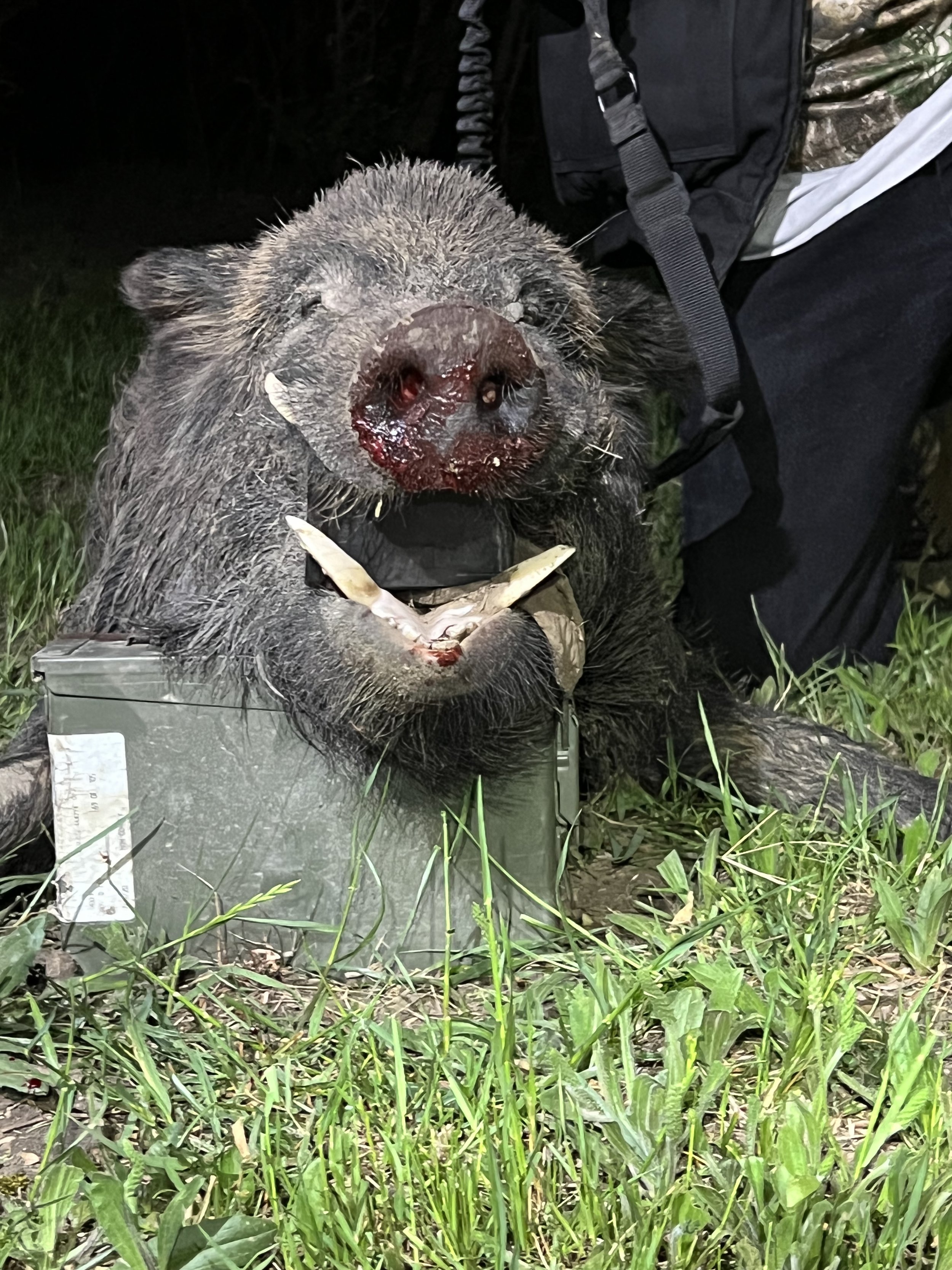 A pig with muddy face lying on grassy ground next to a metal container, with a person wearing dark clothing and a backpack beside it.