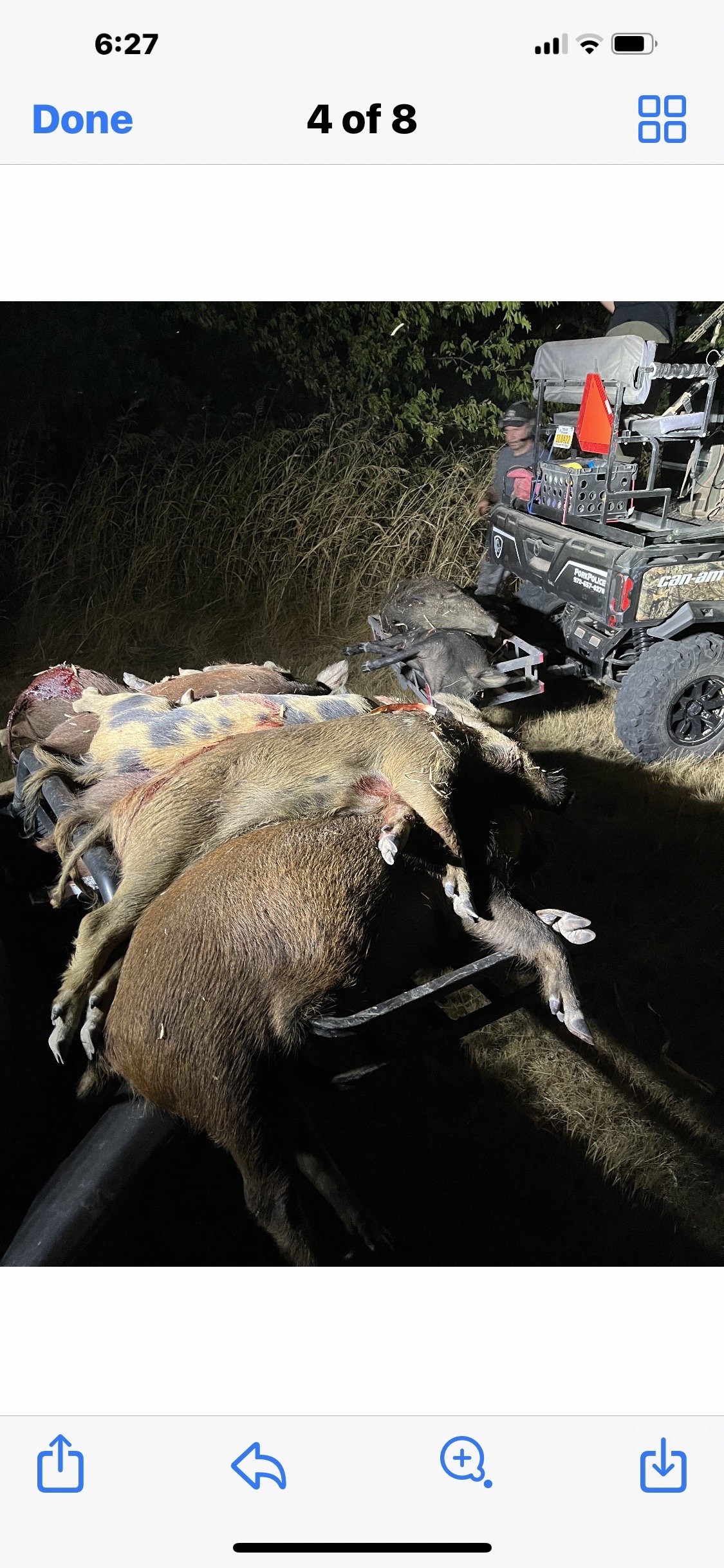 Dead wild boars on a cart after a hunting trip at night, with a person standing near a utility vehicle in a grassy outdoor area.