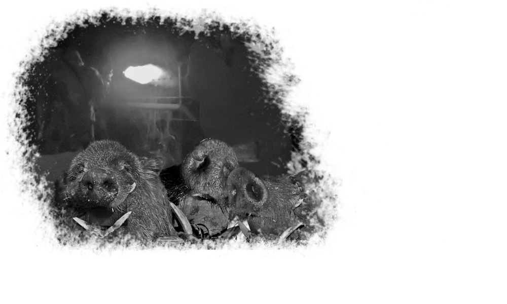 Black and white photo of three wild boars with open mouths, showing tusks, in a dark environment with a light source illuminating them from behind.