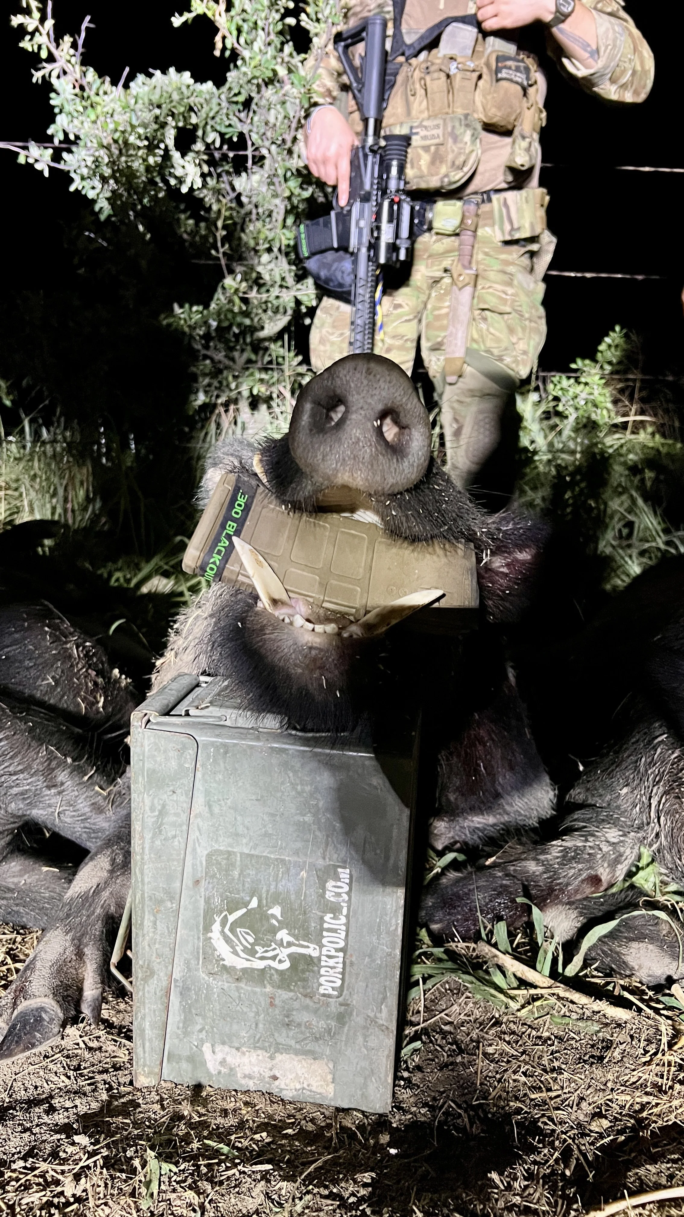 A porcupine lying on its back with its mouth open, surrounded by a bush and paws holding a metal box. A person in military camouflage attire and holding a rifle stands nearby, partially visible in the background at night.