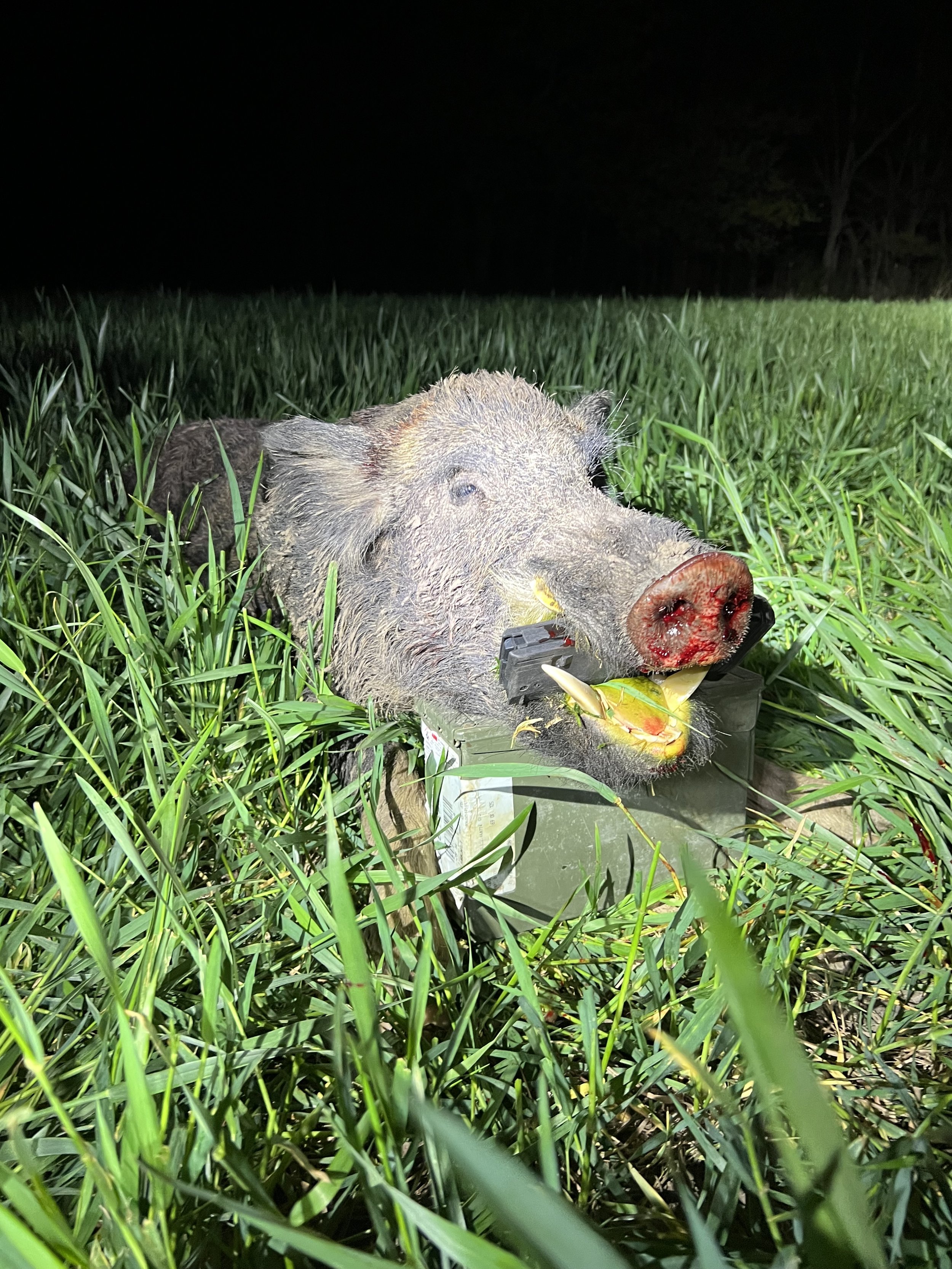 Shot of a dead wild boar with a bloody snout lying on green grass at night.