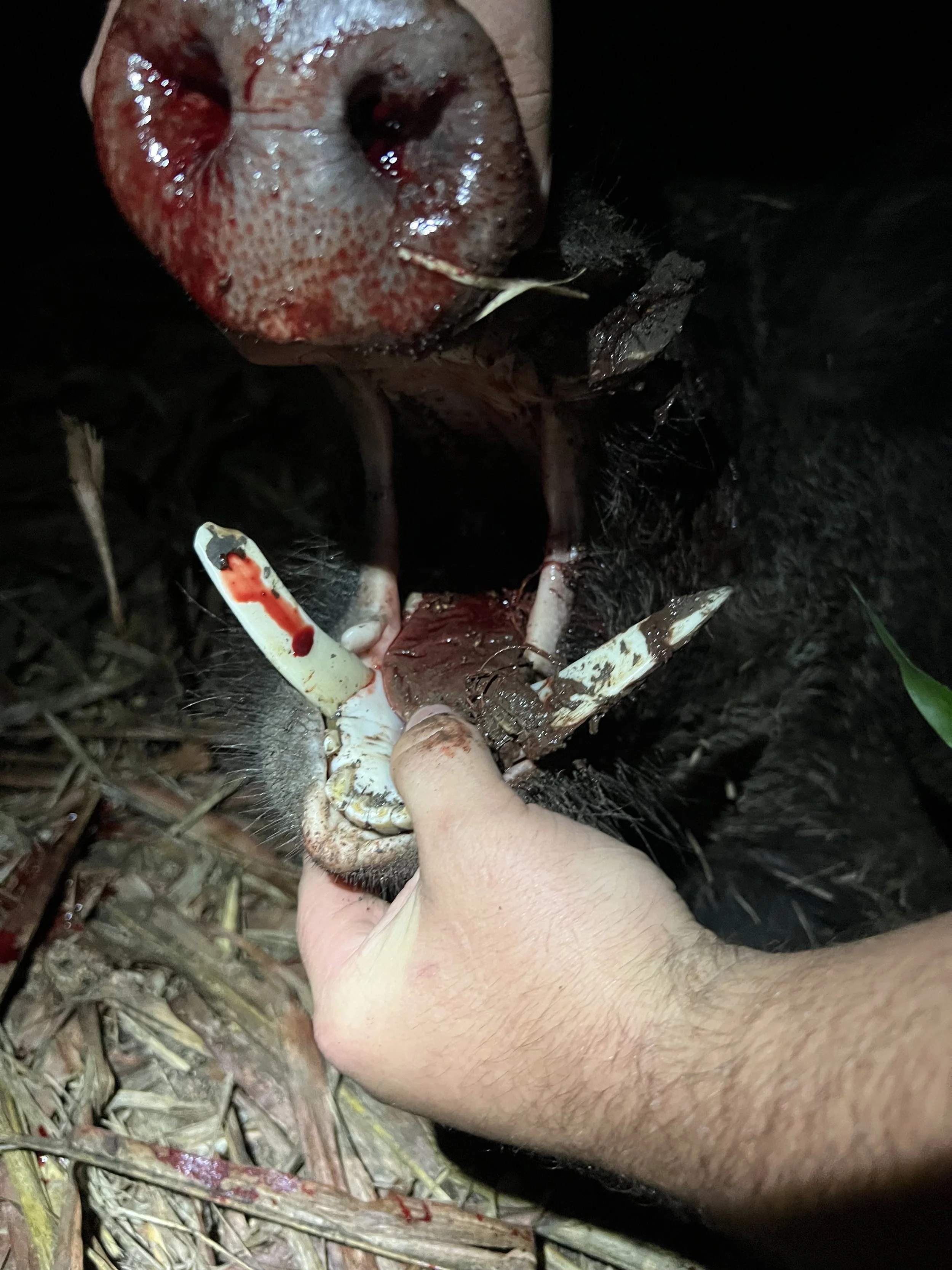 A person holding a freshly killed animal, likely a small mammal or bird, with blood on their hand and the animal's neck, which is laid on the ground among grass and twigs.