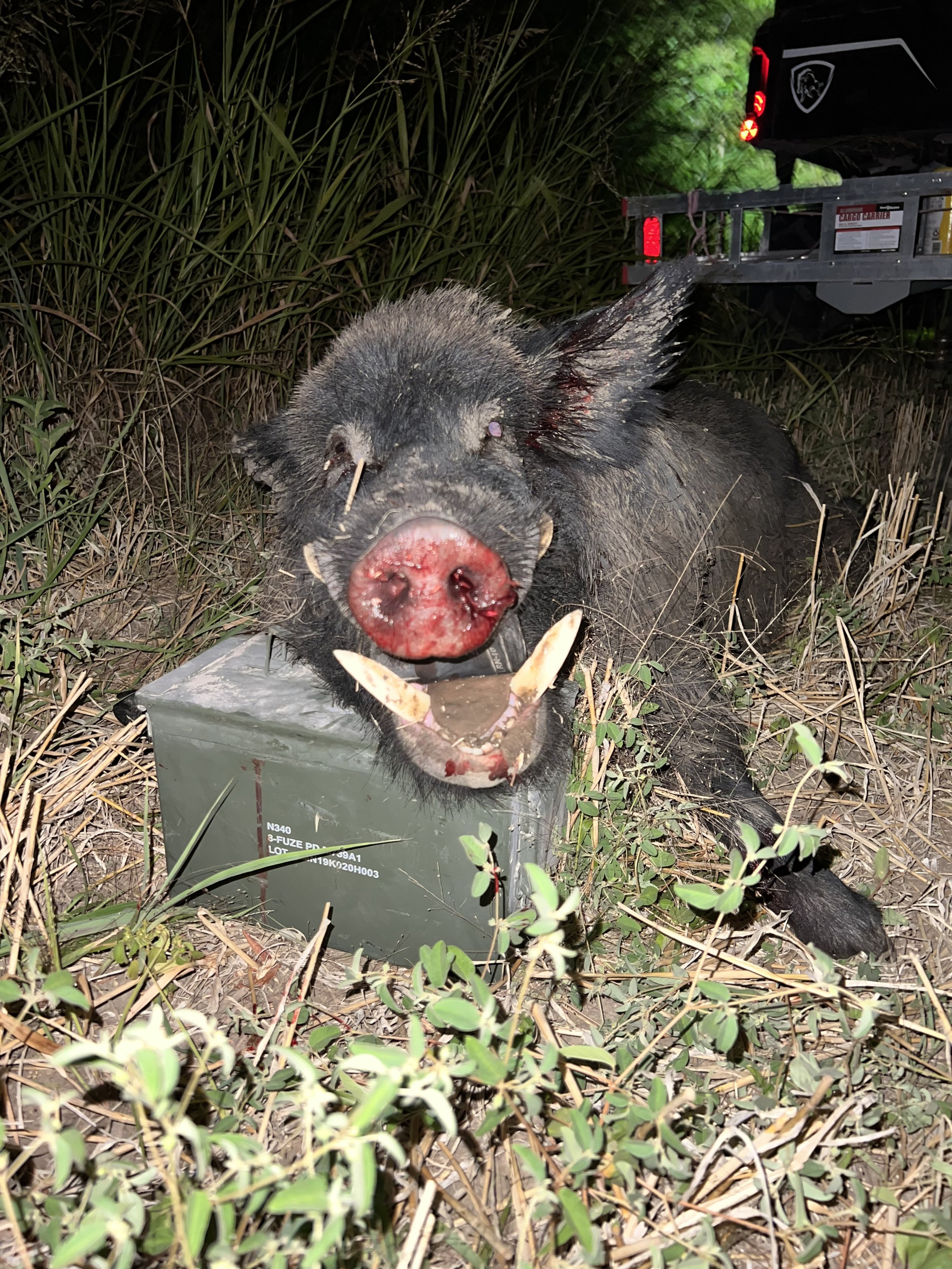 Photograph of a dead wild boar with blood on its face, lying in a grassy area next to a utility box, with a black truck in the background.