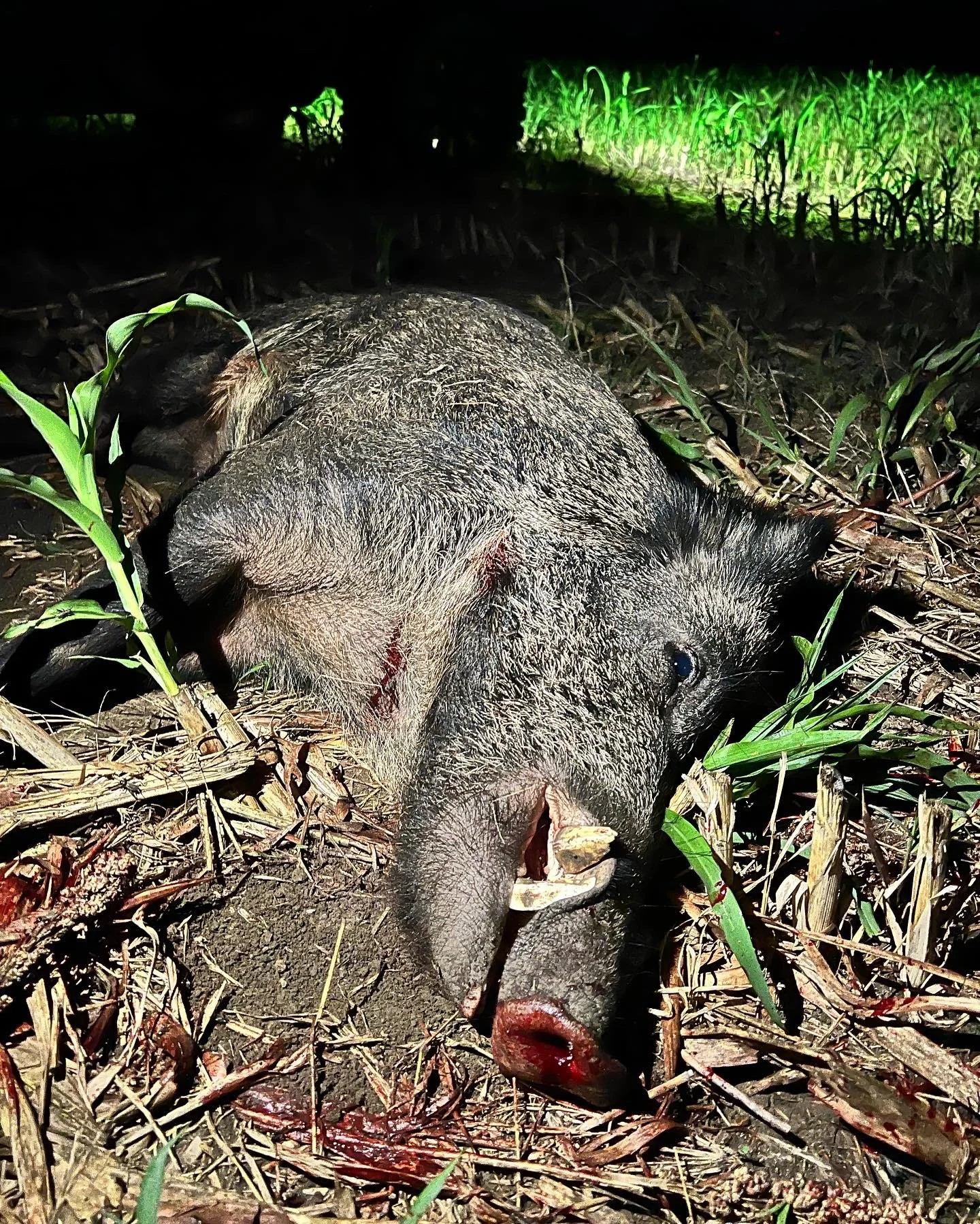 A dead pig lying on a dirt ground surrounded by green grass and plants at night.