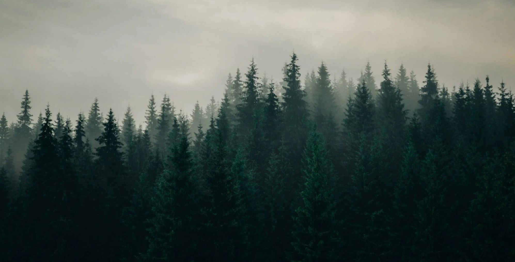 Re-Join the Journey to Self