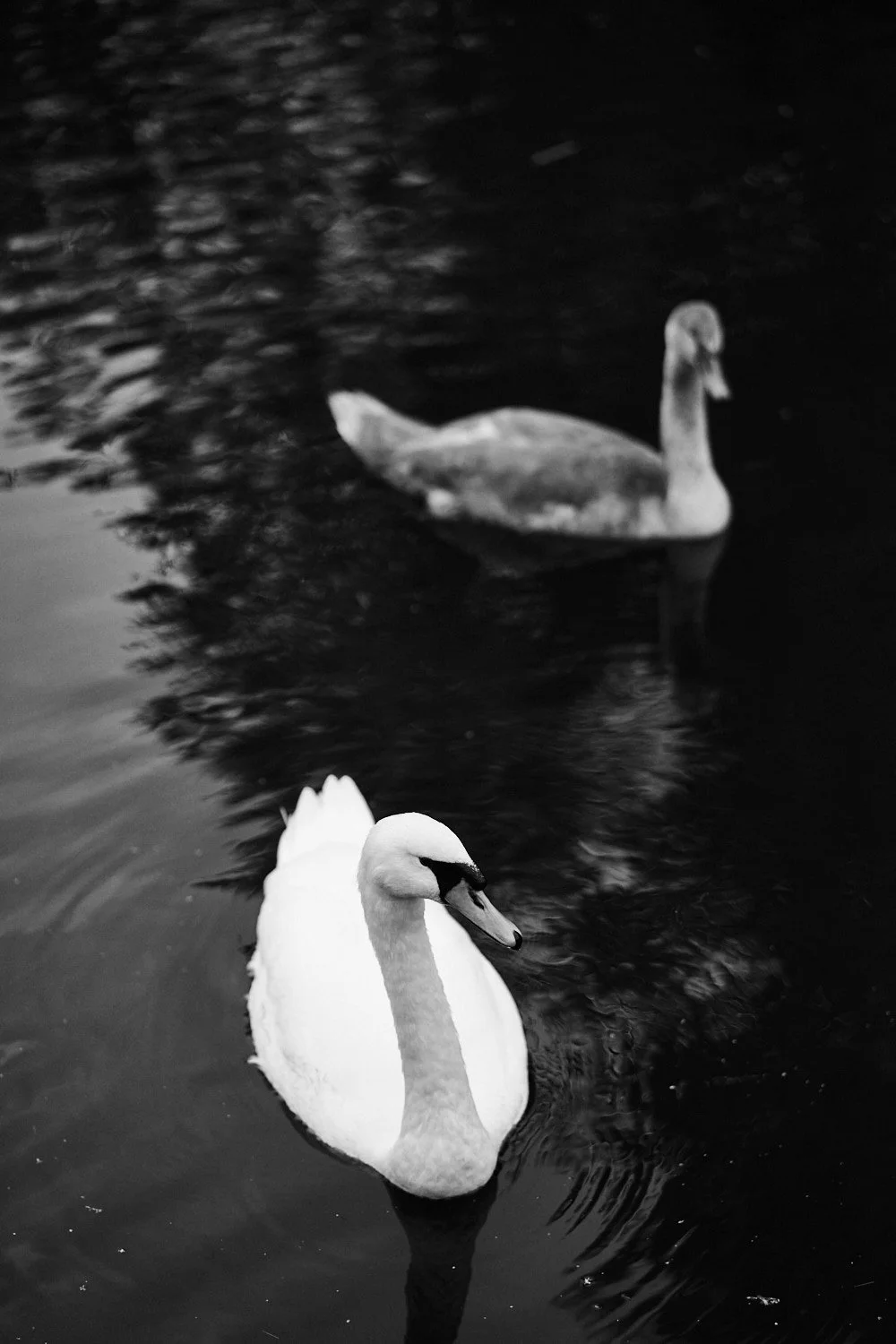 DSC0008496ppi.jpg