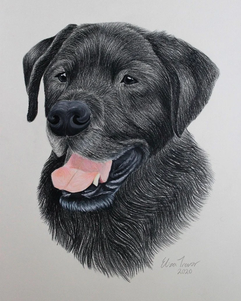 Black Lab