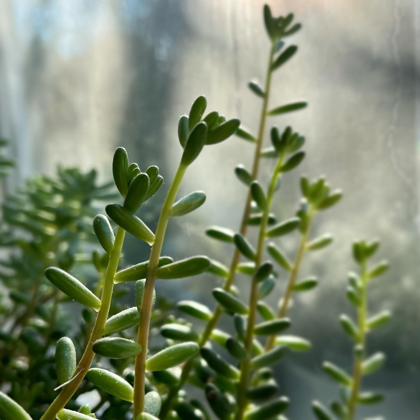 Etiolation (plants &ldquo;stretching for the light&rdquo;). 

This Sedum x rubrotinctum (first picture) is really not looking too good, despite being on the sunniest windowsill I can offer. During the summer, when light levels are much higher, this i