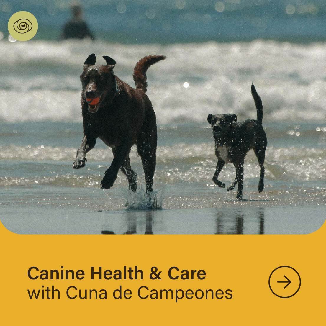 Canine Health &amp; Care with Cuna de Campeones