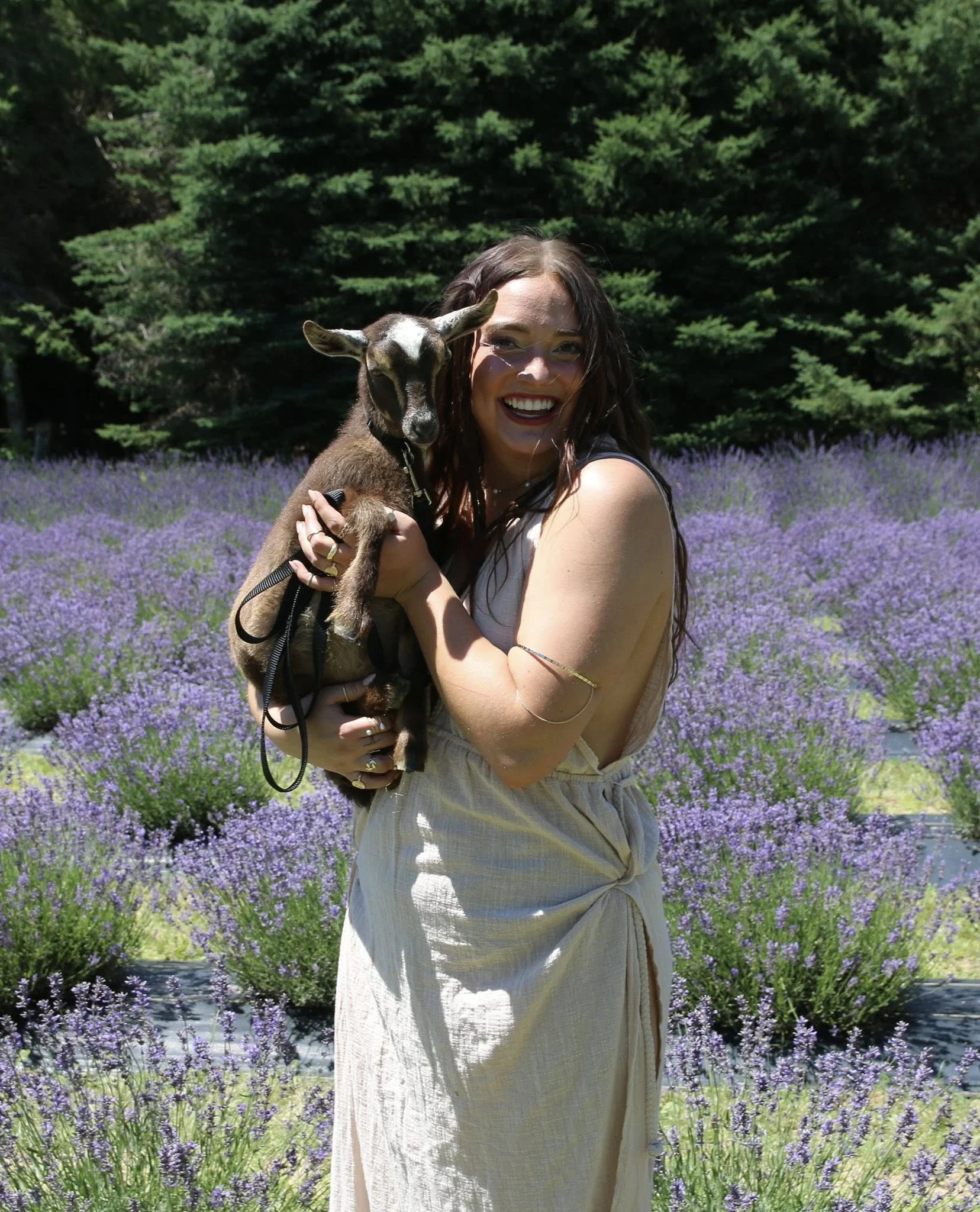 Goats In The Lavender