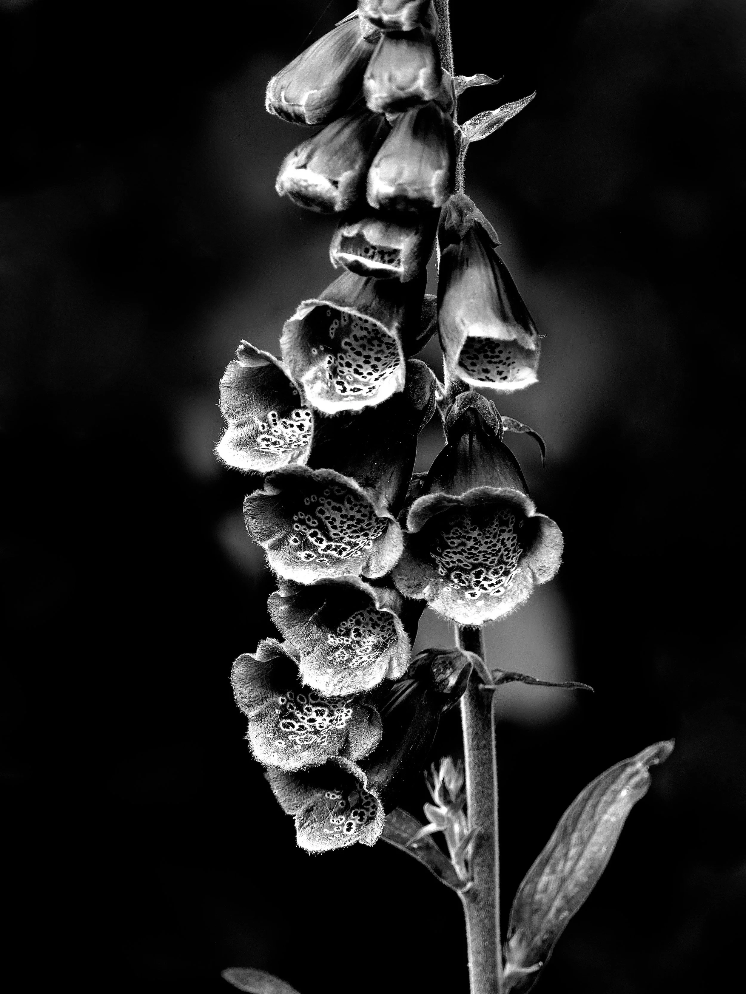 April 23rd ~ Shapeshifting and Glamour Magic