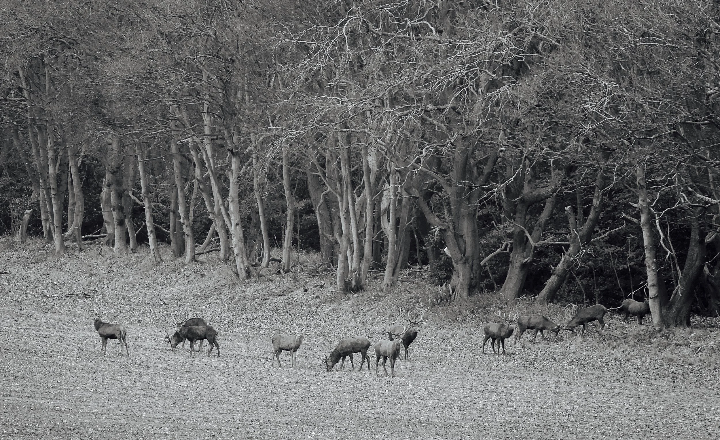 November 24th ~ Jack in the Green! The Spirits of English Folk Magic