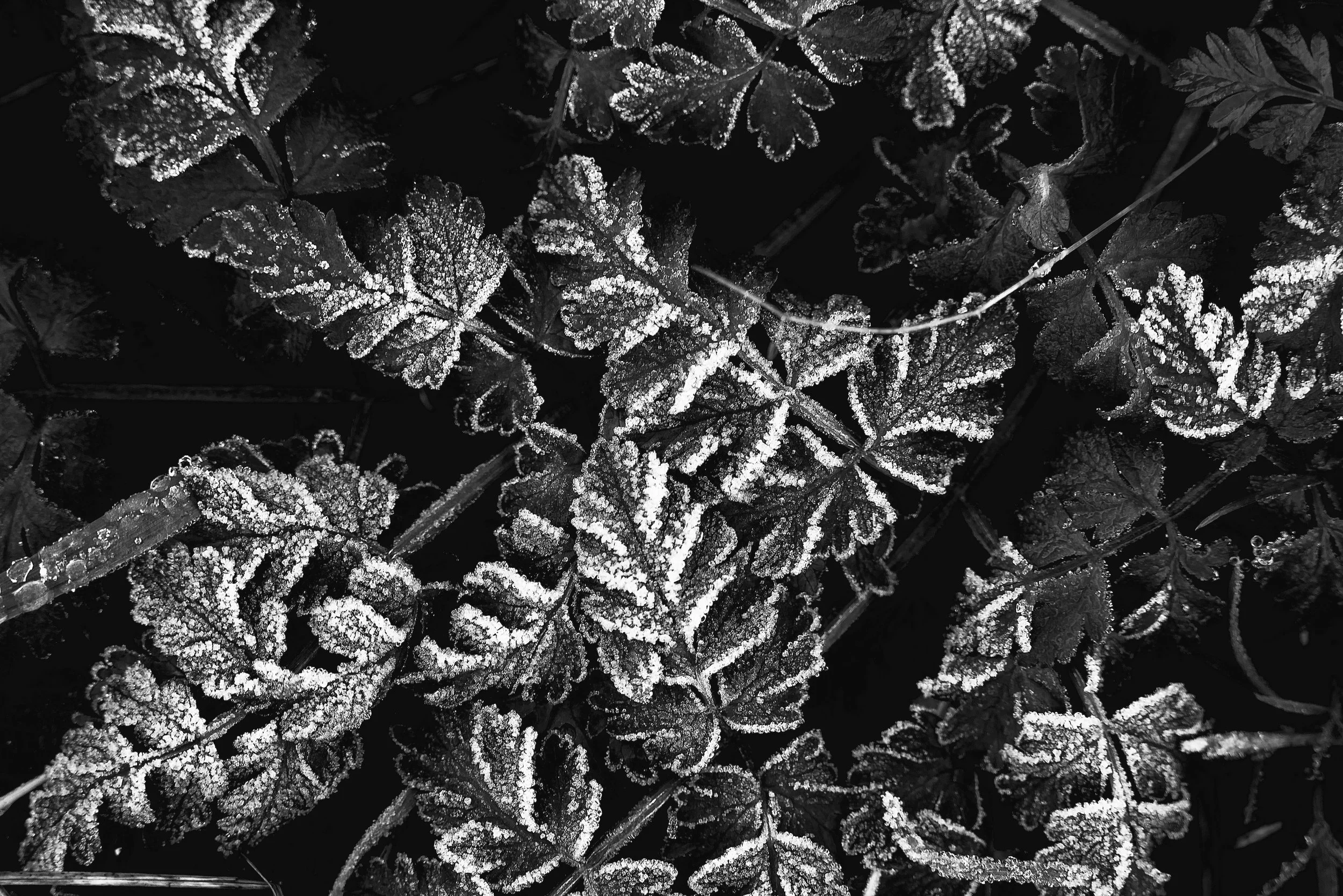 February 1st ~ English Folk Magic: The Power of the Field