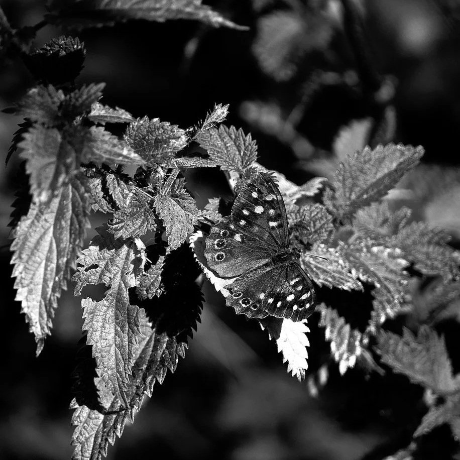 nettleandbutterfly.jpg