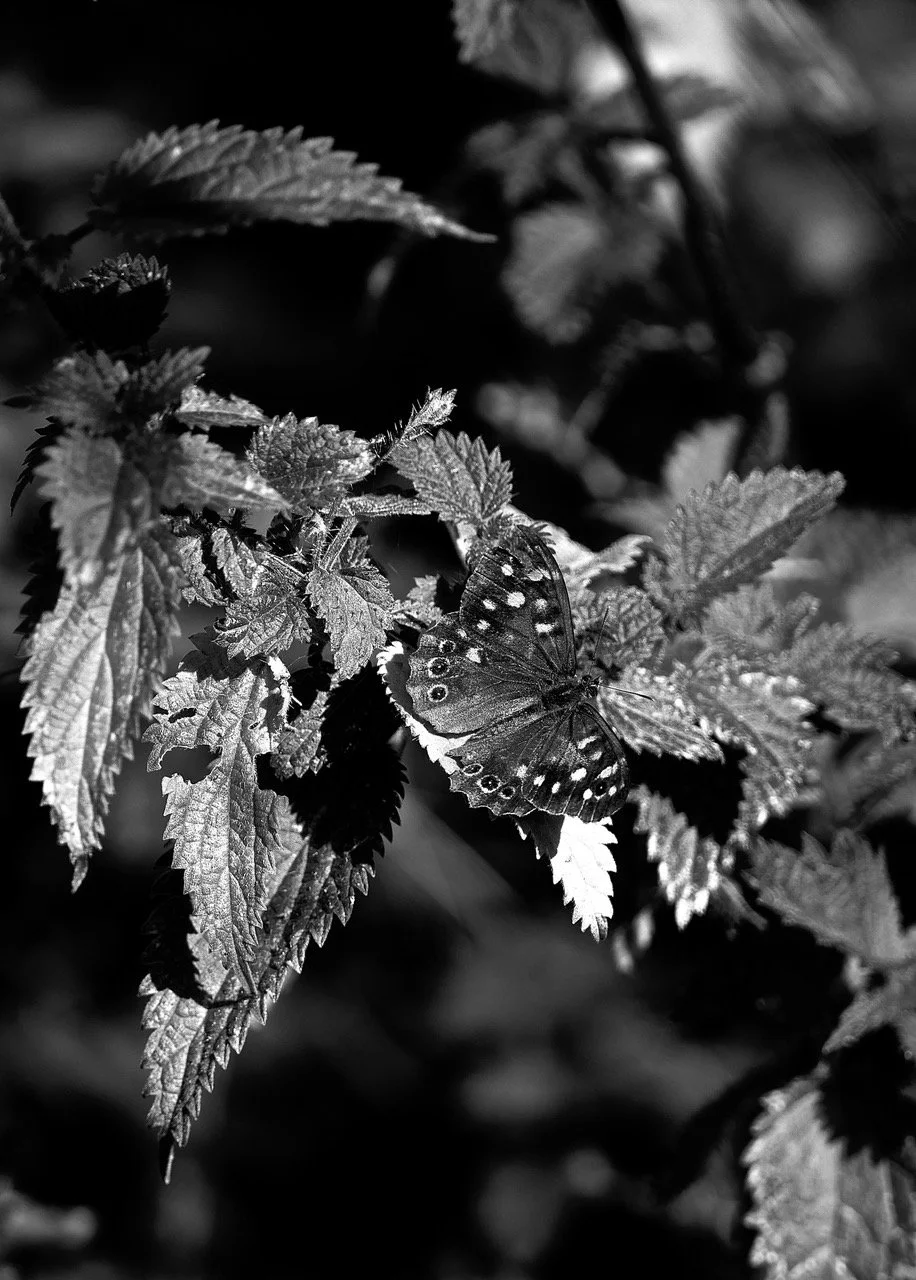 June 15th ~ Magical Practice of Spirit Work