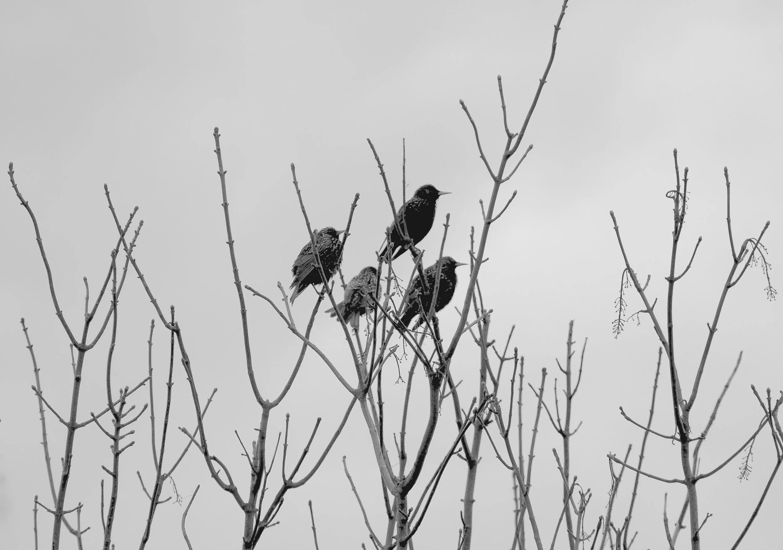 May 19th ~ Finding Familiars