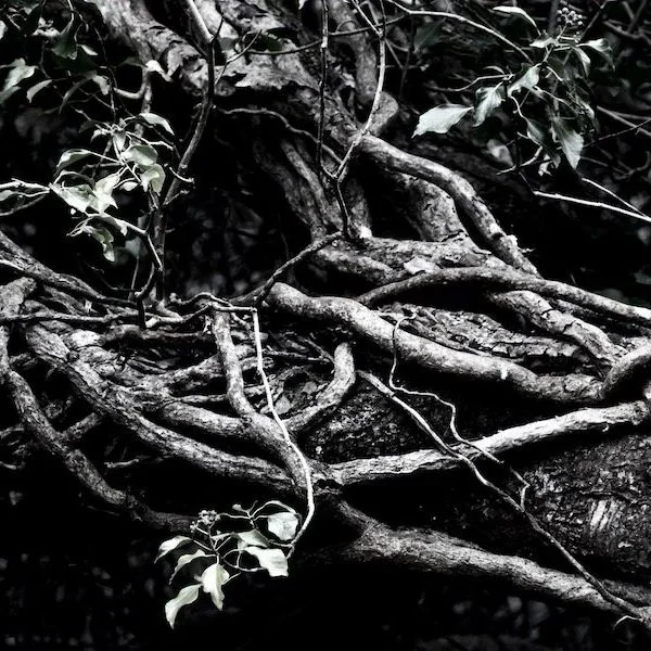 ivy+root.jpg