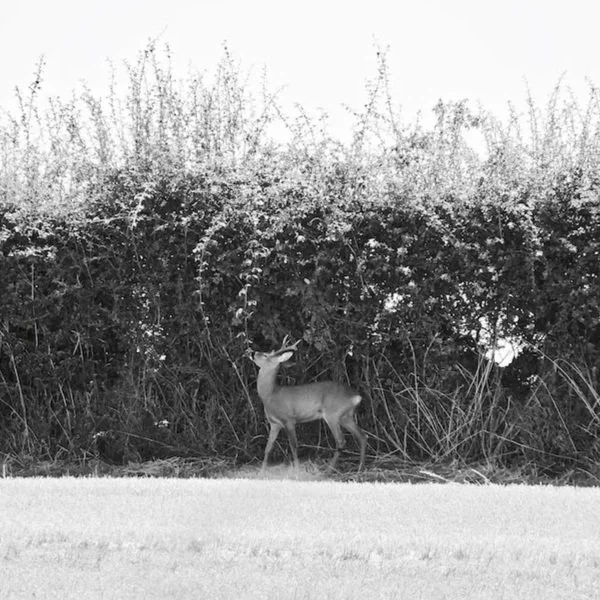 deer+in+hedgerow.jpg