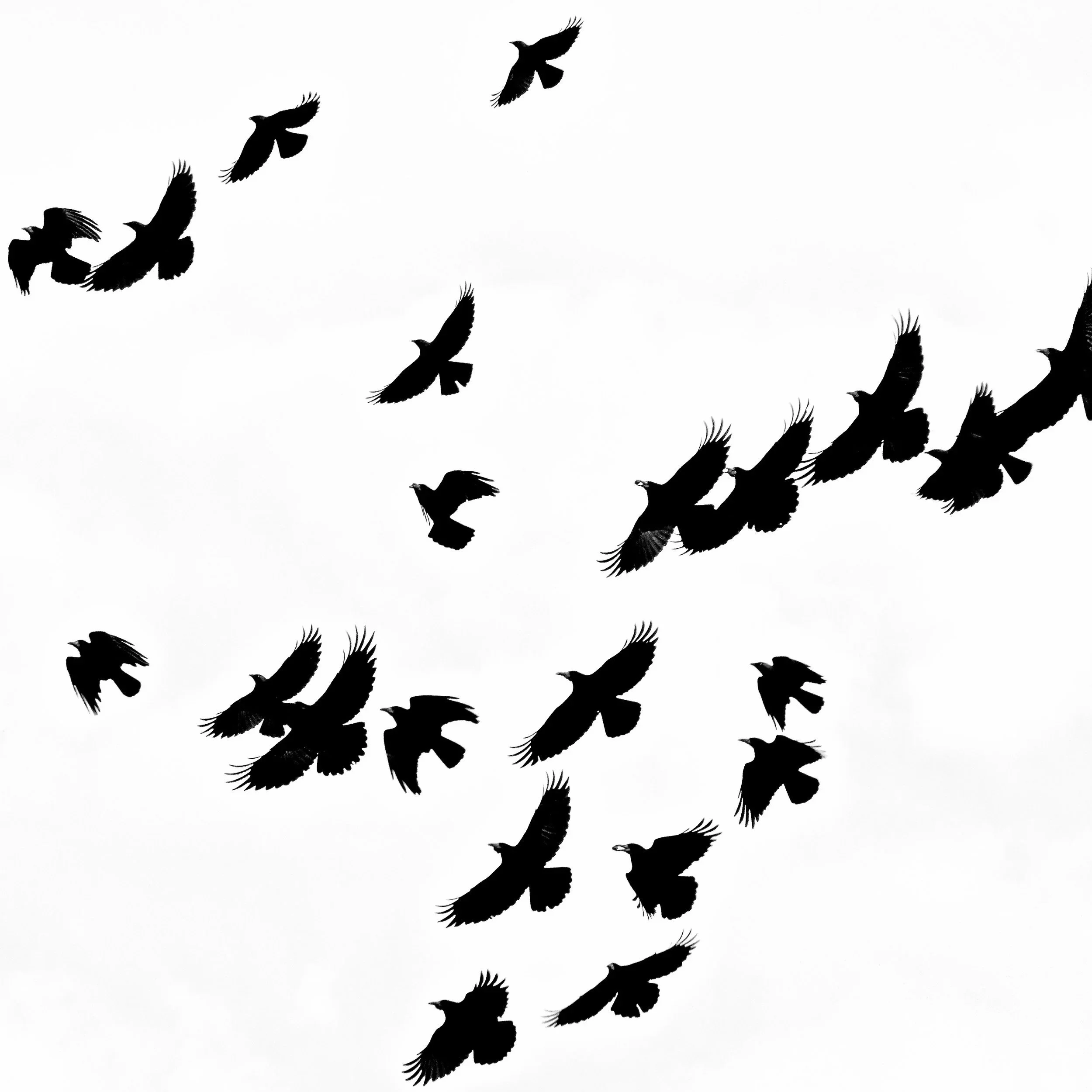 flock+in+flight.jpg
