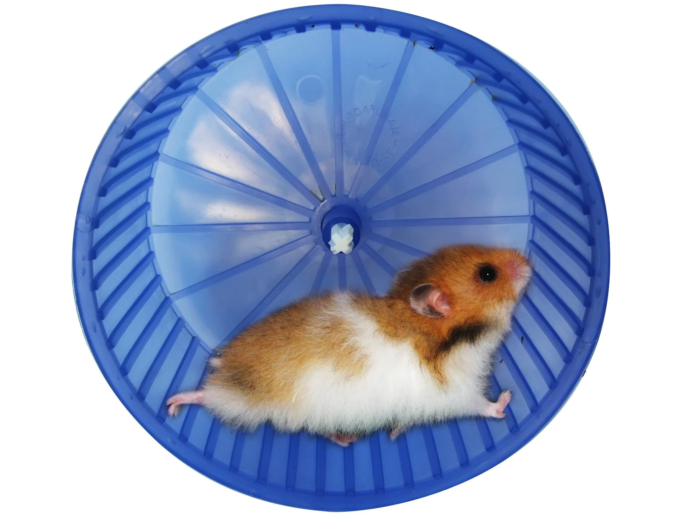 Hamster running on a hamster wheel