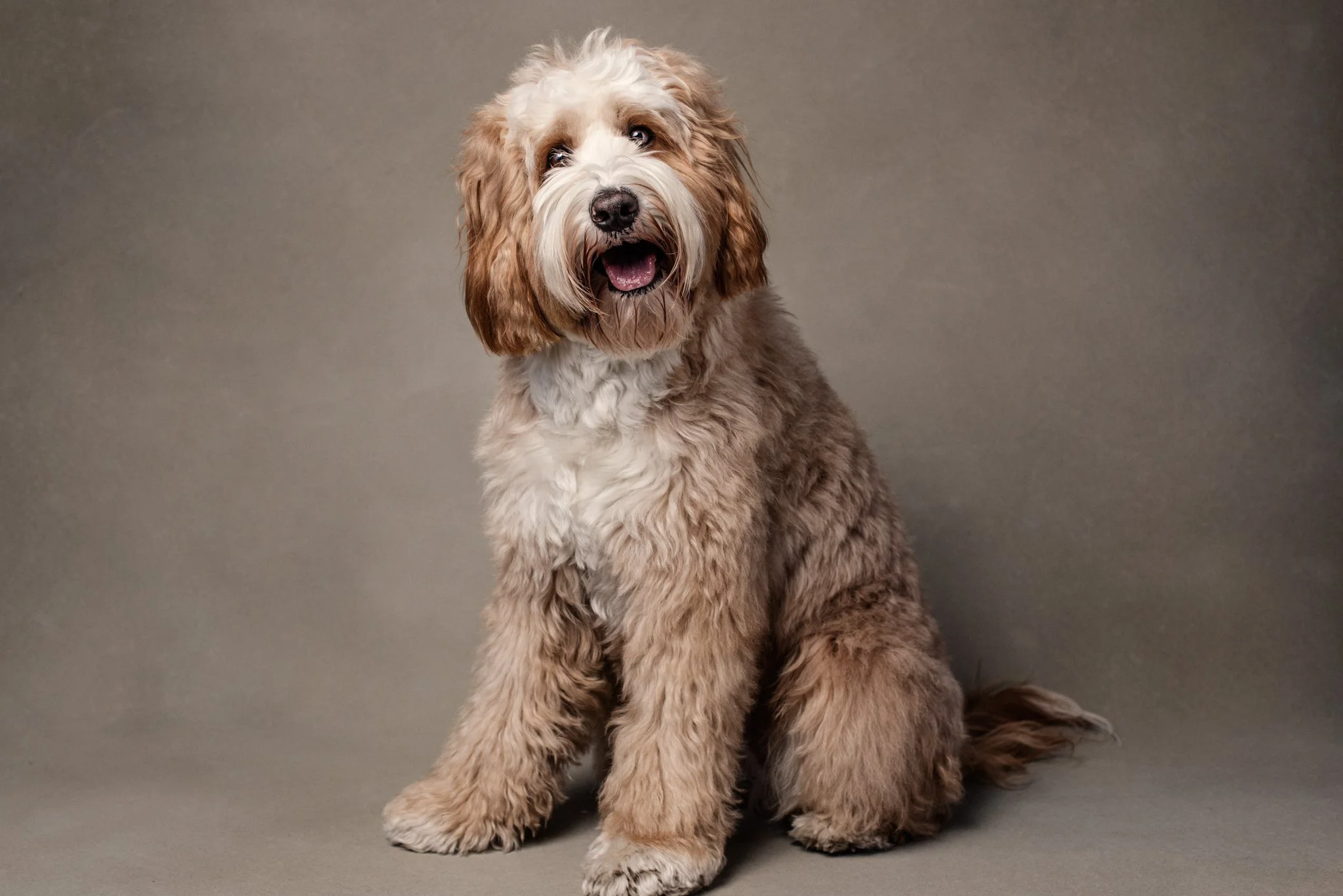 A fluffy, brown and white dog with a happy expression sitting on a neutral background.