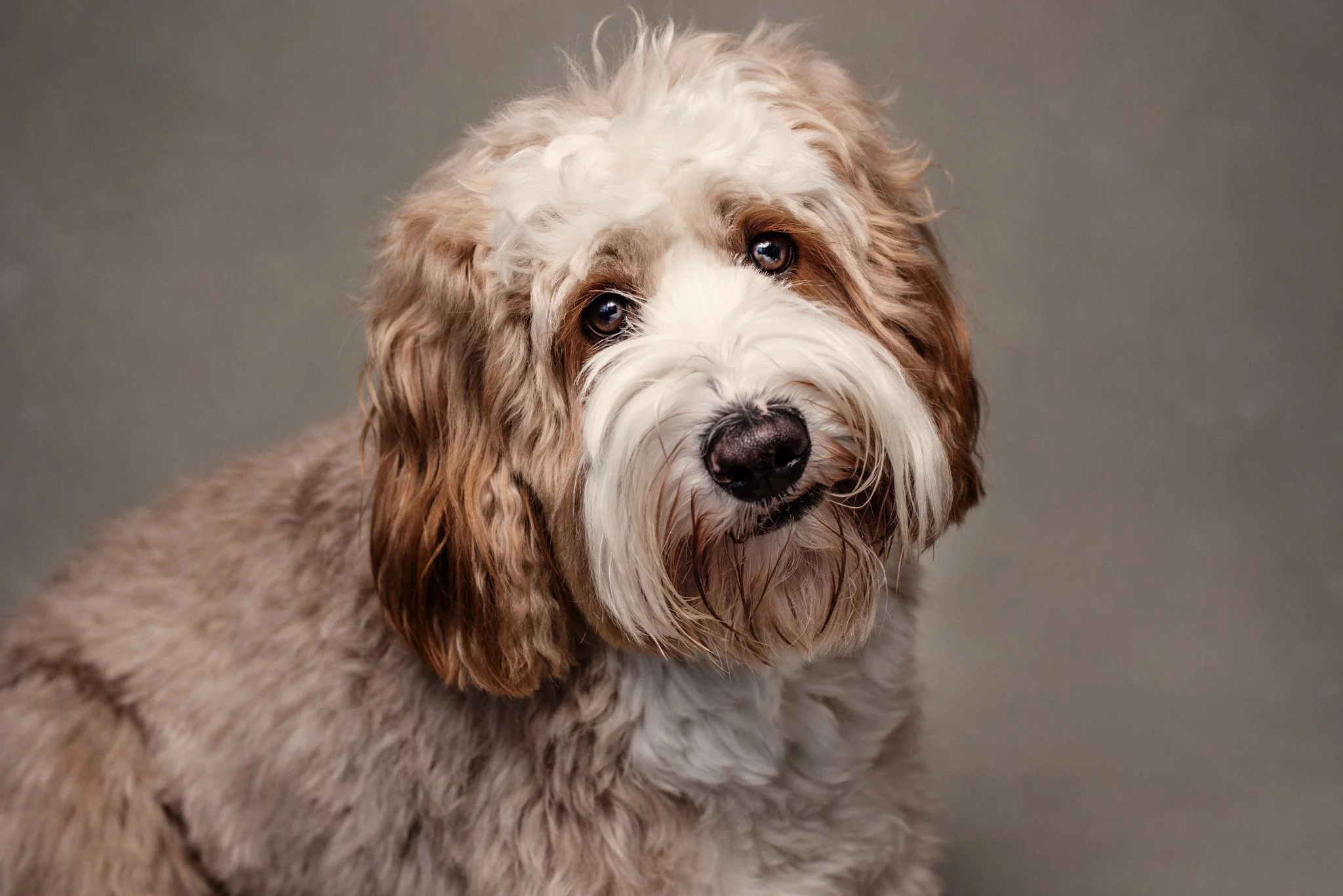 Close-up of a fluffy, brown and white dog with a wavy coat and expressive eyes, looking at the camera against a neutral background.