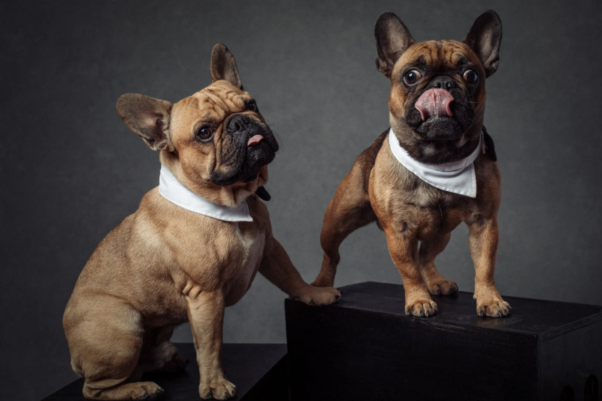 Two French Bulldogs wearing white bandanas, one sitting and the other standing on a black surface, against a dark gray background.