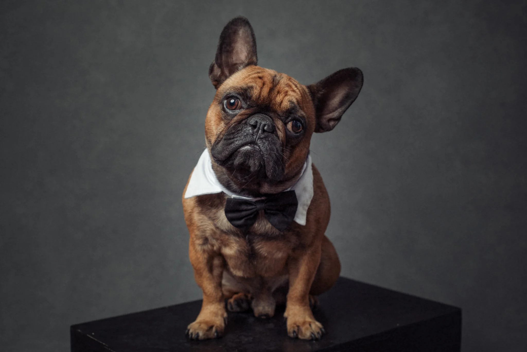 A French bulldog wearing a white shirt and black bow tie, sitting on a black platform against a dark grey background.