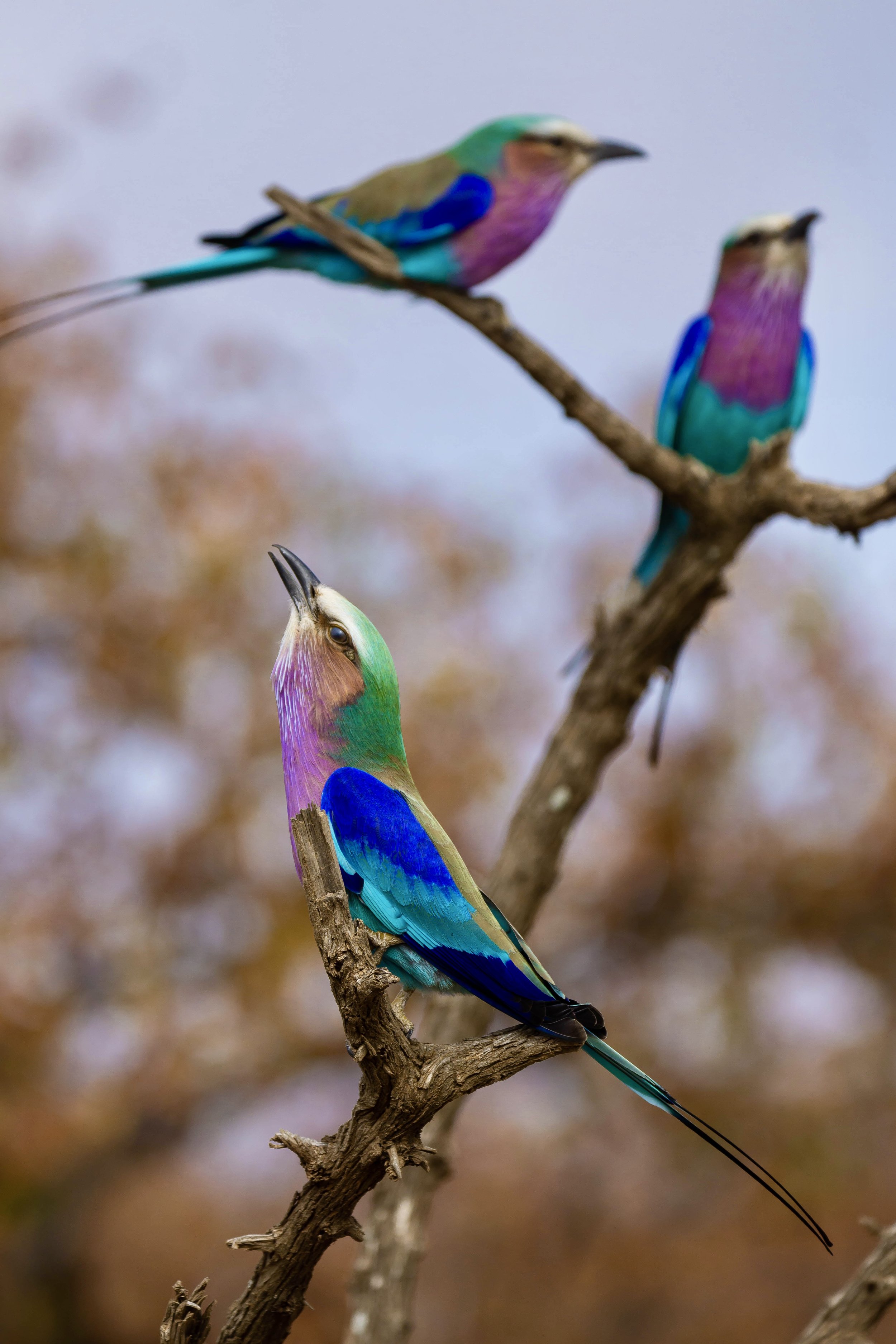 DSC04917.jpg