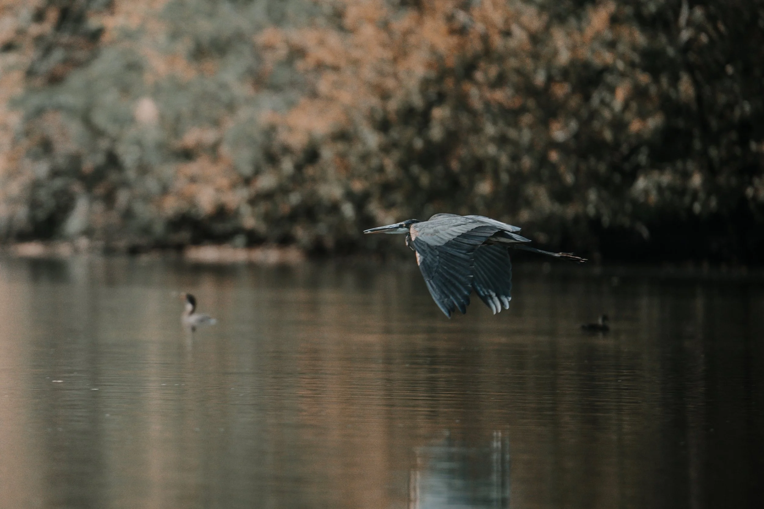 DSC00025 - Copy - Copy - Copy.JPG