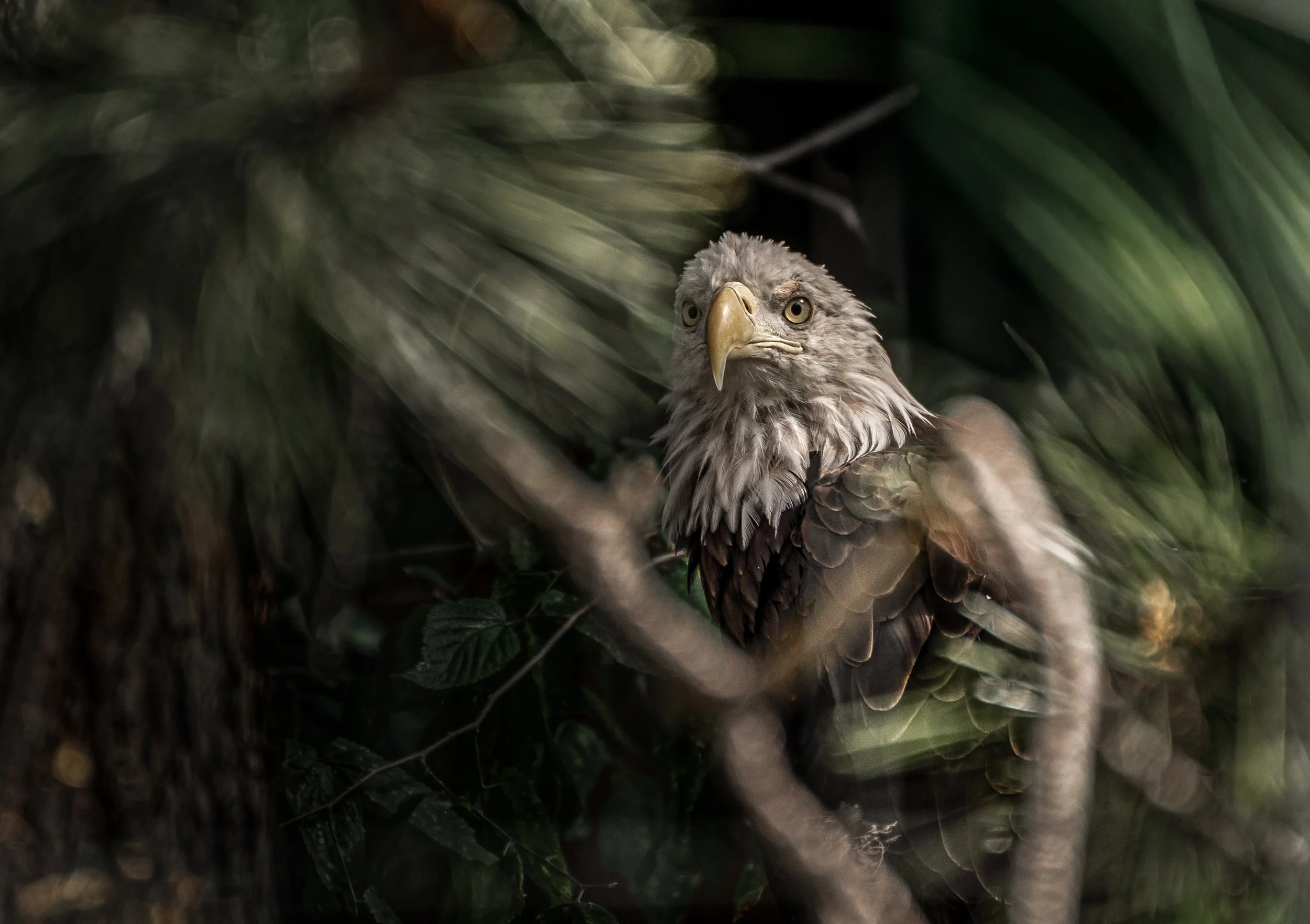 Gaurdian - Copy - Copy.JPG