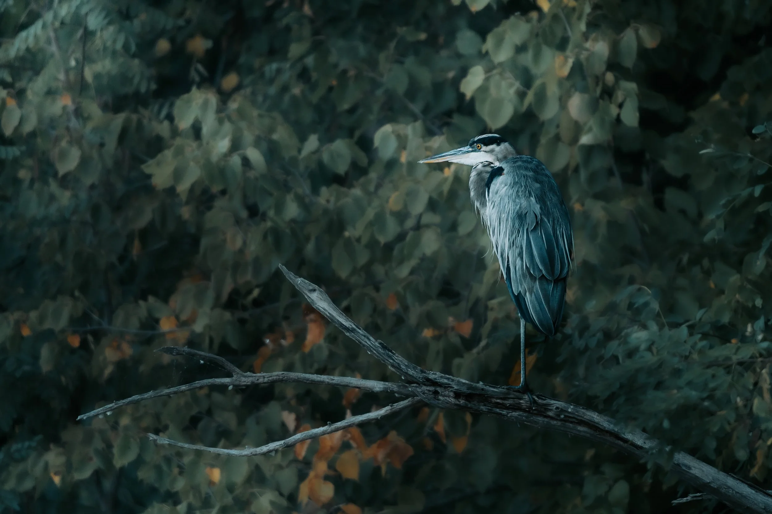 DSC09888 - Copy - Copy.JPG