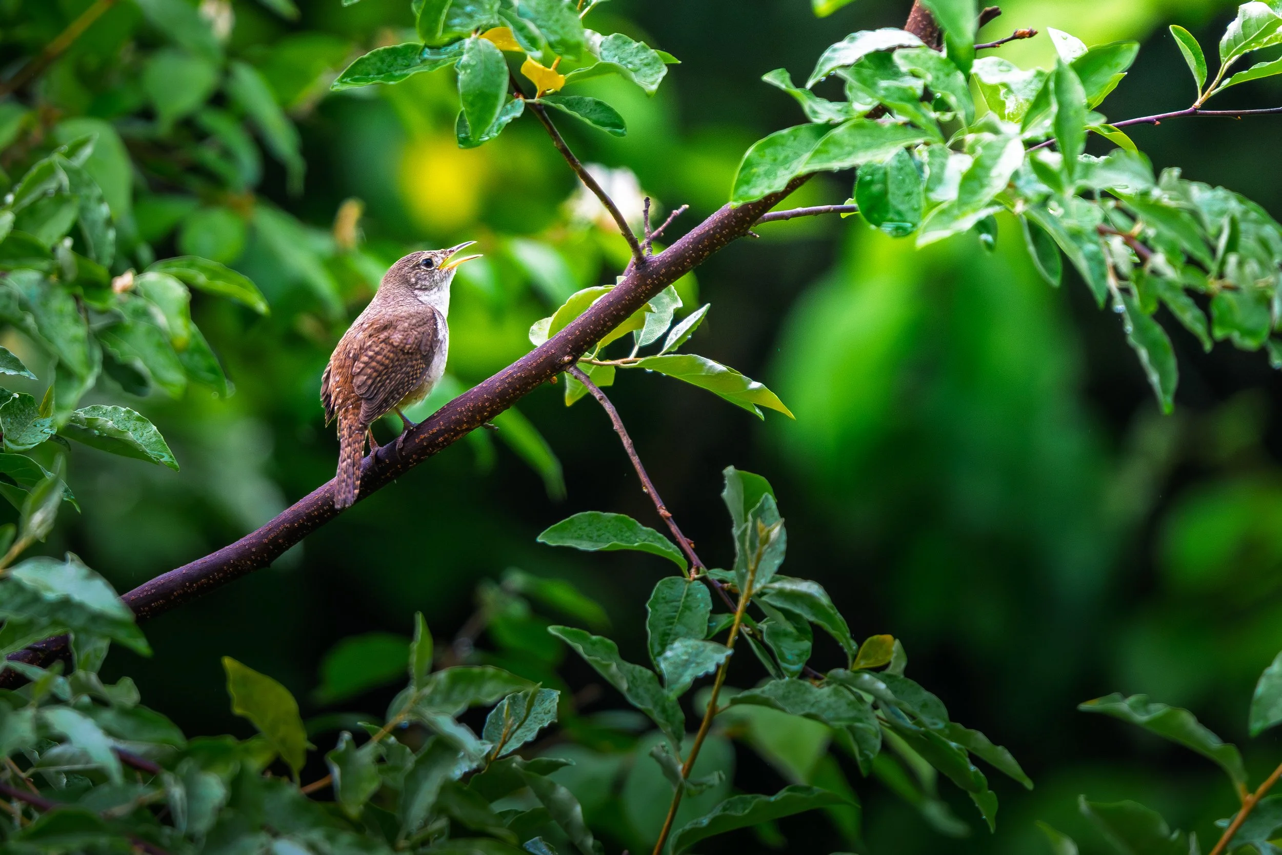DSC04959-1.JPG