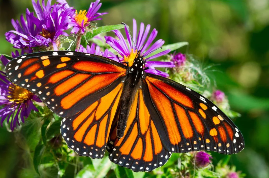 Plant Milkweed for Monarchs!</a>