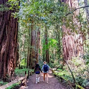 Free Guided Walks at Armstrong Redwoods