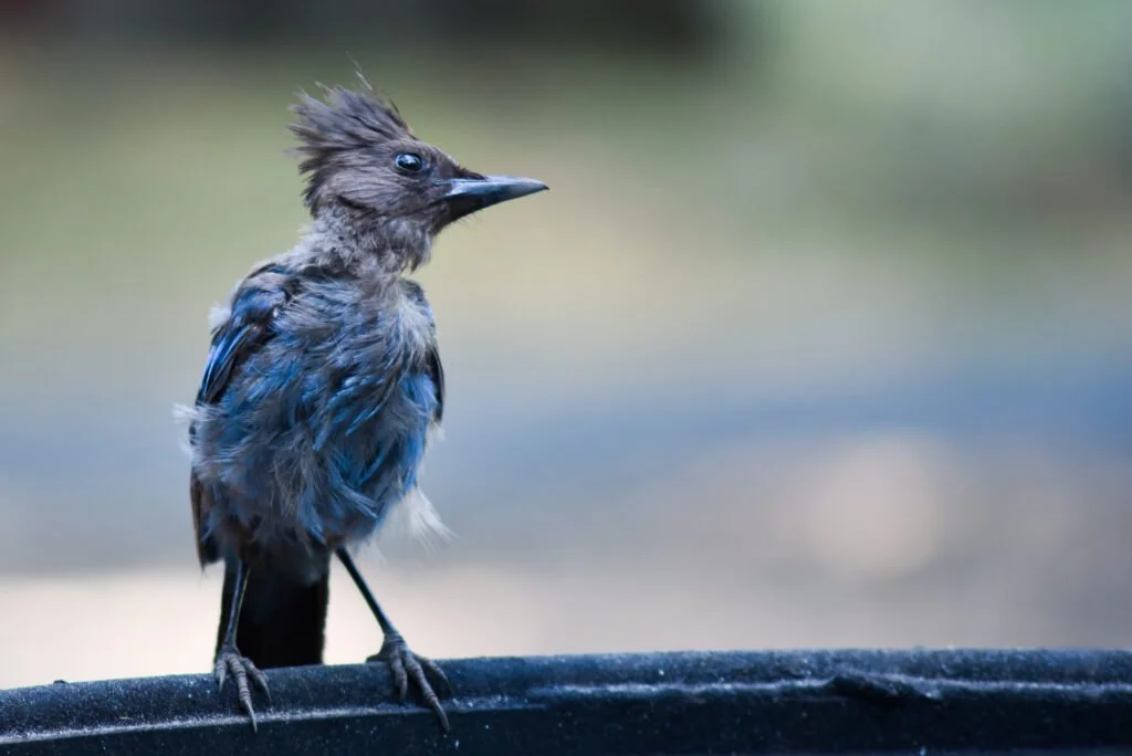 Slow Birding Journey